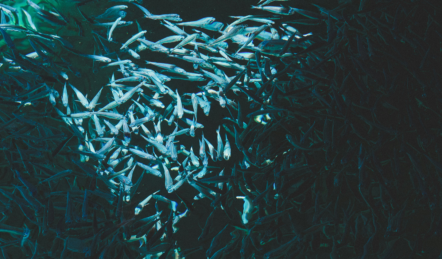 Work poster for DNV Aquaculture