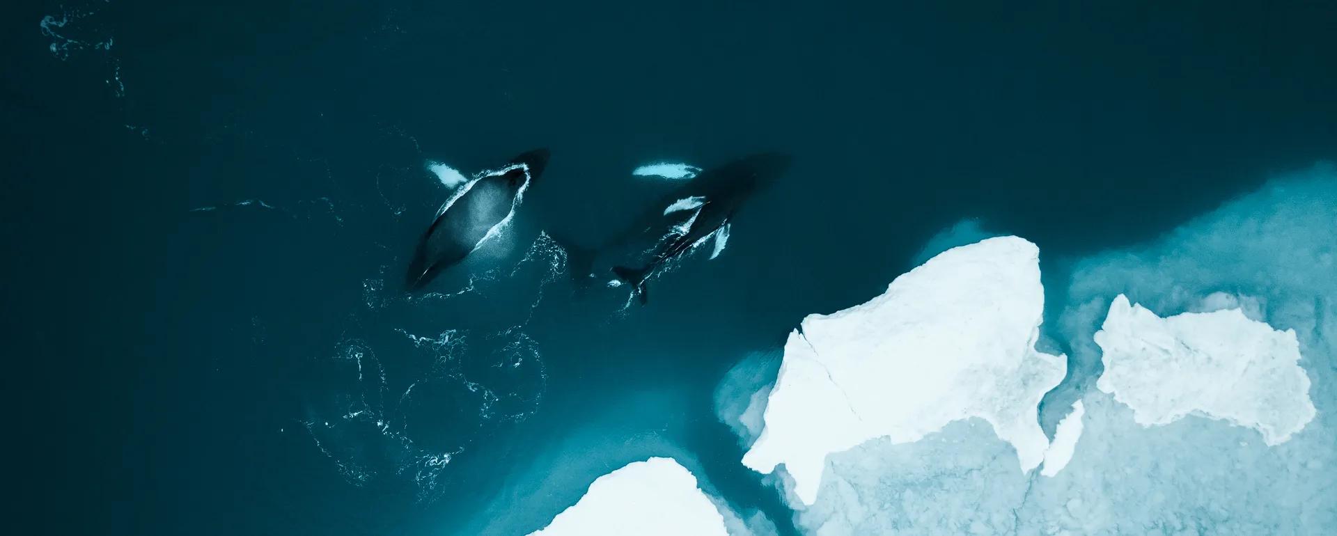 To spekkhoggere svømmer i mørkeblått arktisk vann nær isflak, sett ovenfra i et rolig og iskaldt landskap.