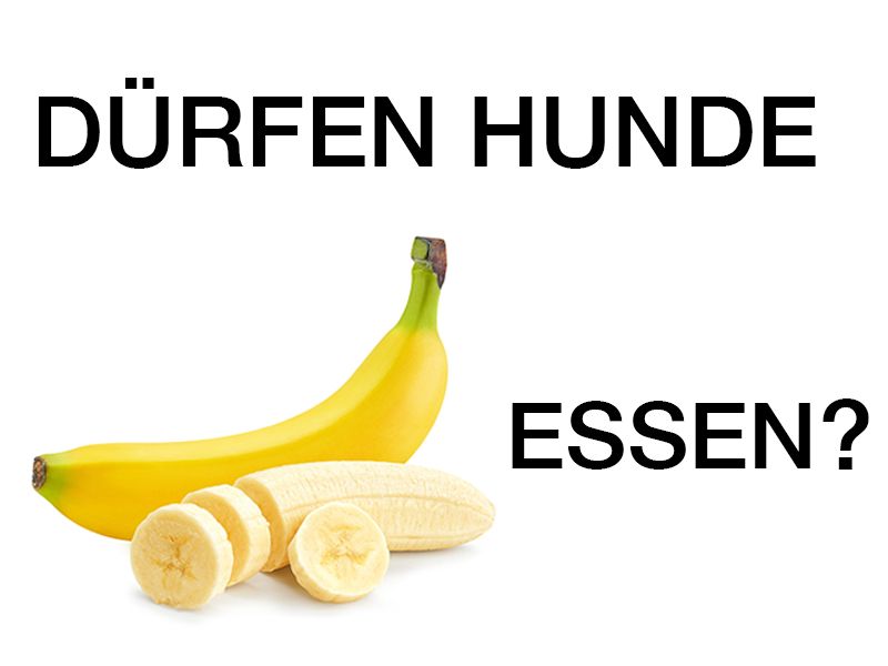 Dürfen Hunde Bananen essen?