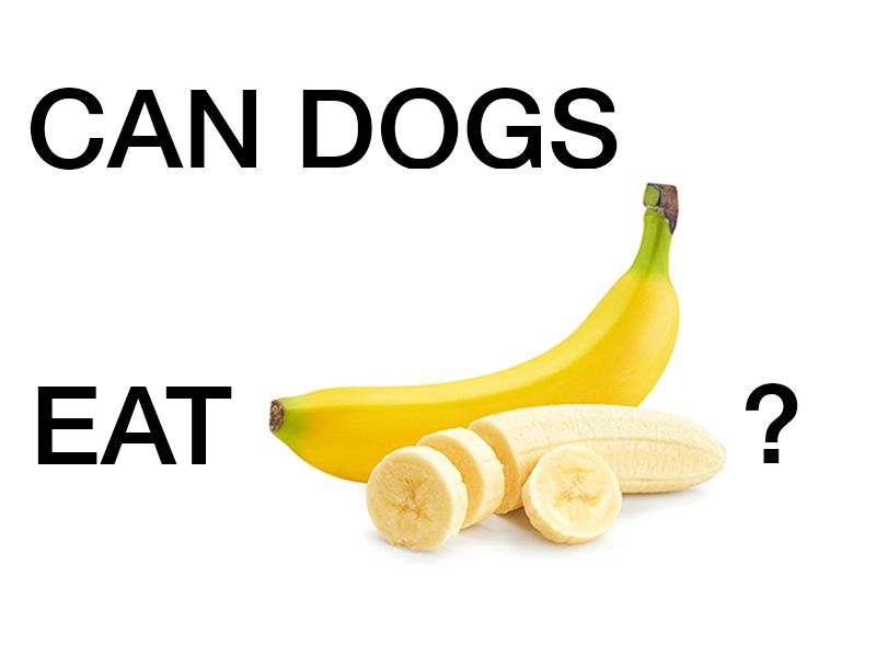 Can dogs eat bananas?
