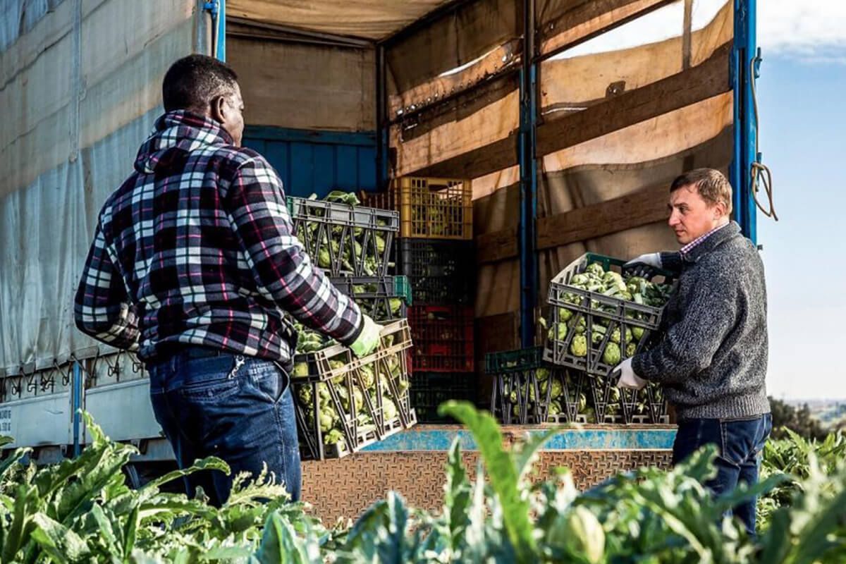 Two men loading boxes of broccoli in the truck.