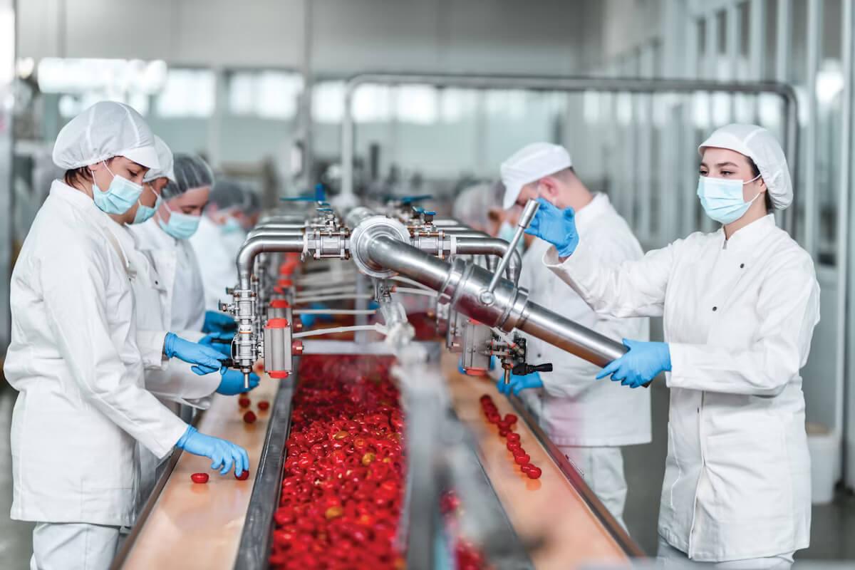Factory workers sorting and processing fresh tomatoes on a production line.