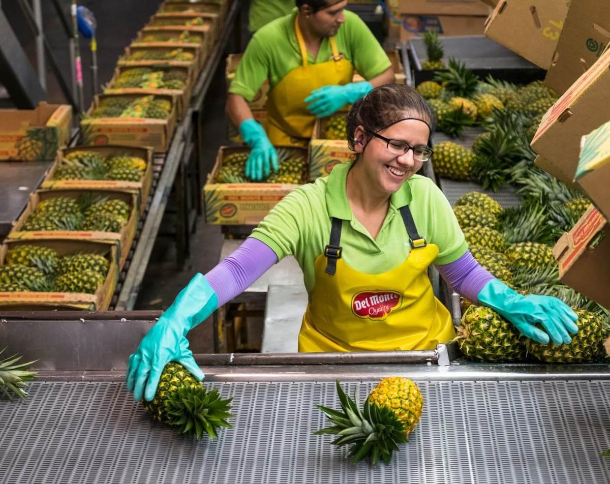 A woman in an apron sorts pineapples on a conveyor belt in a processing facility.