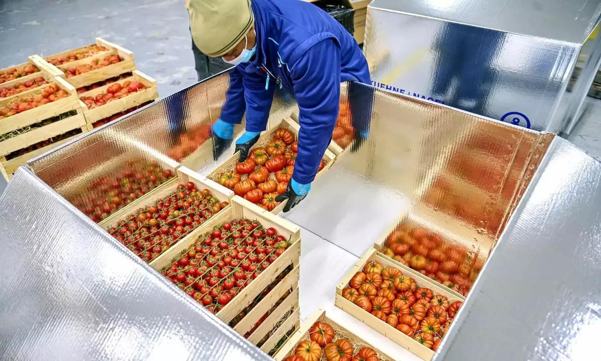 A man picking up boxes of tomatoes.