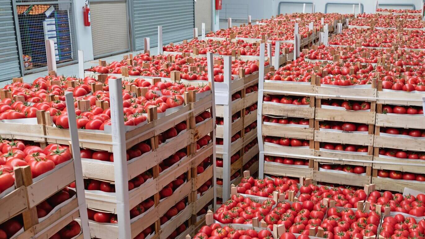 Stacks of hundreds of tomato boxes stored in a warehouse.