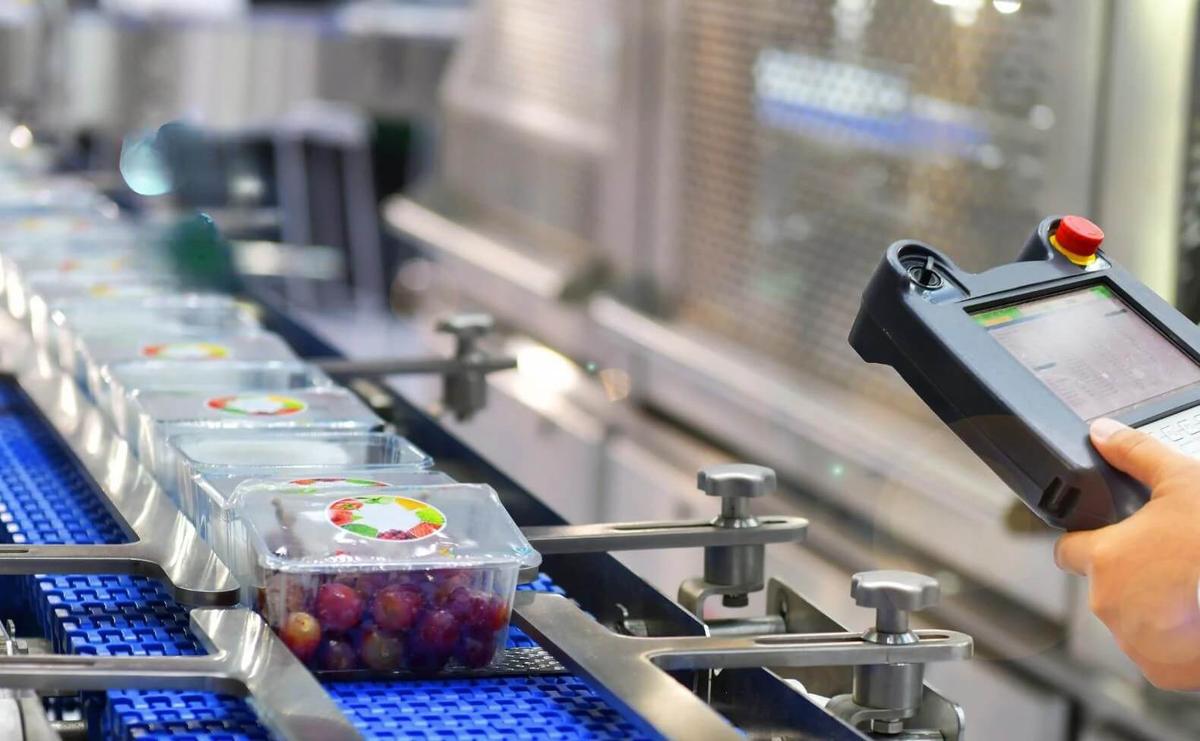 A group of packed grapes neatly lined up in a machine, ready for processing or inspection.