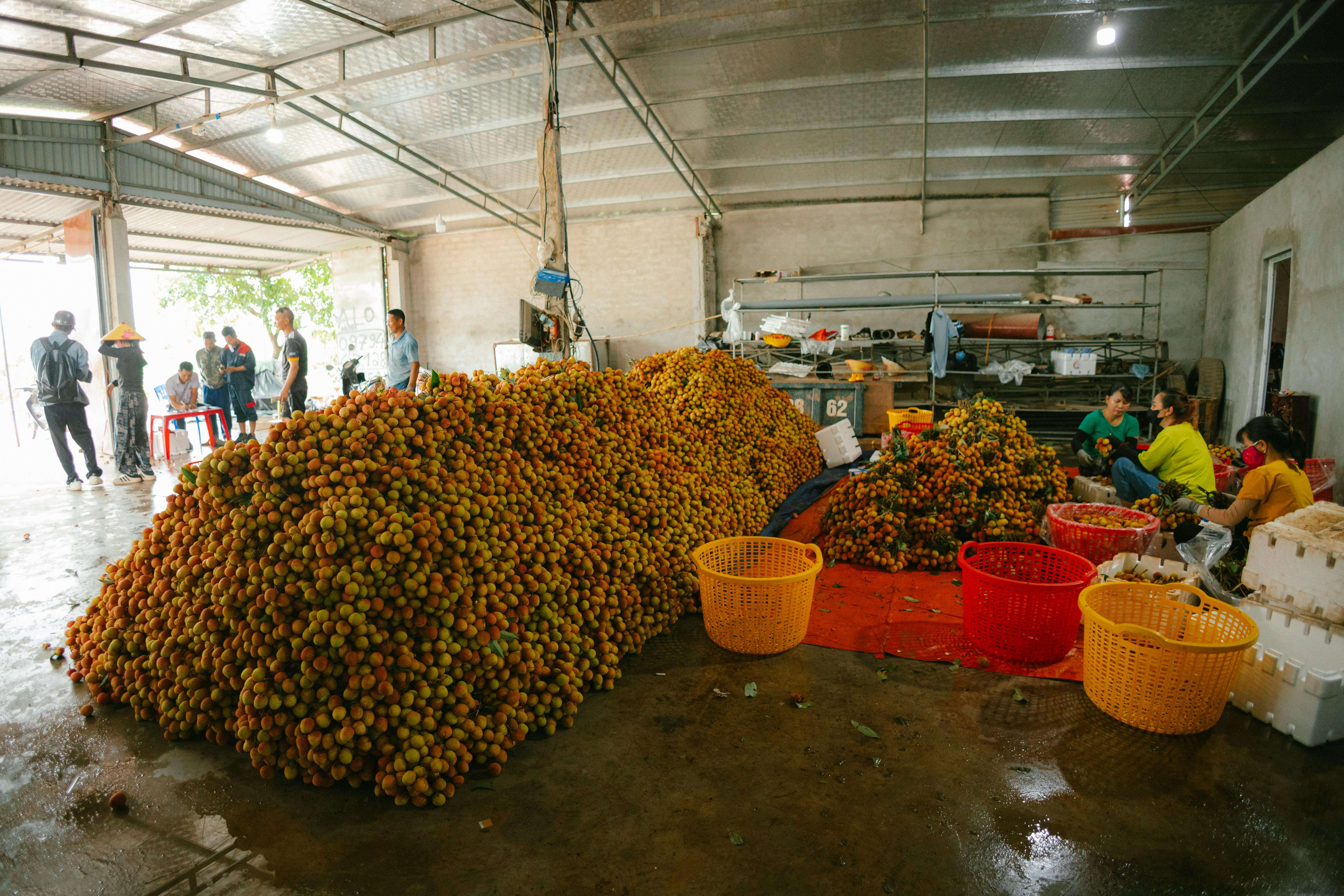 Warehouse scene of a fruit supplier.