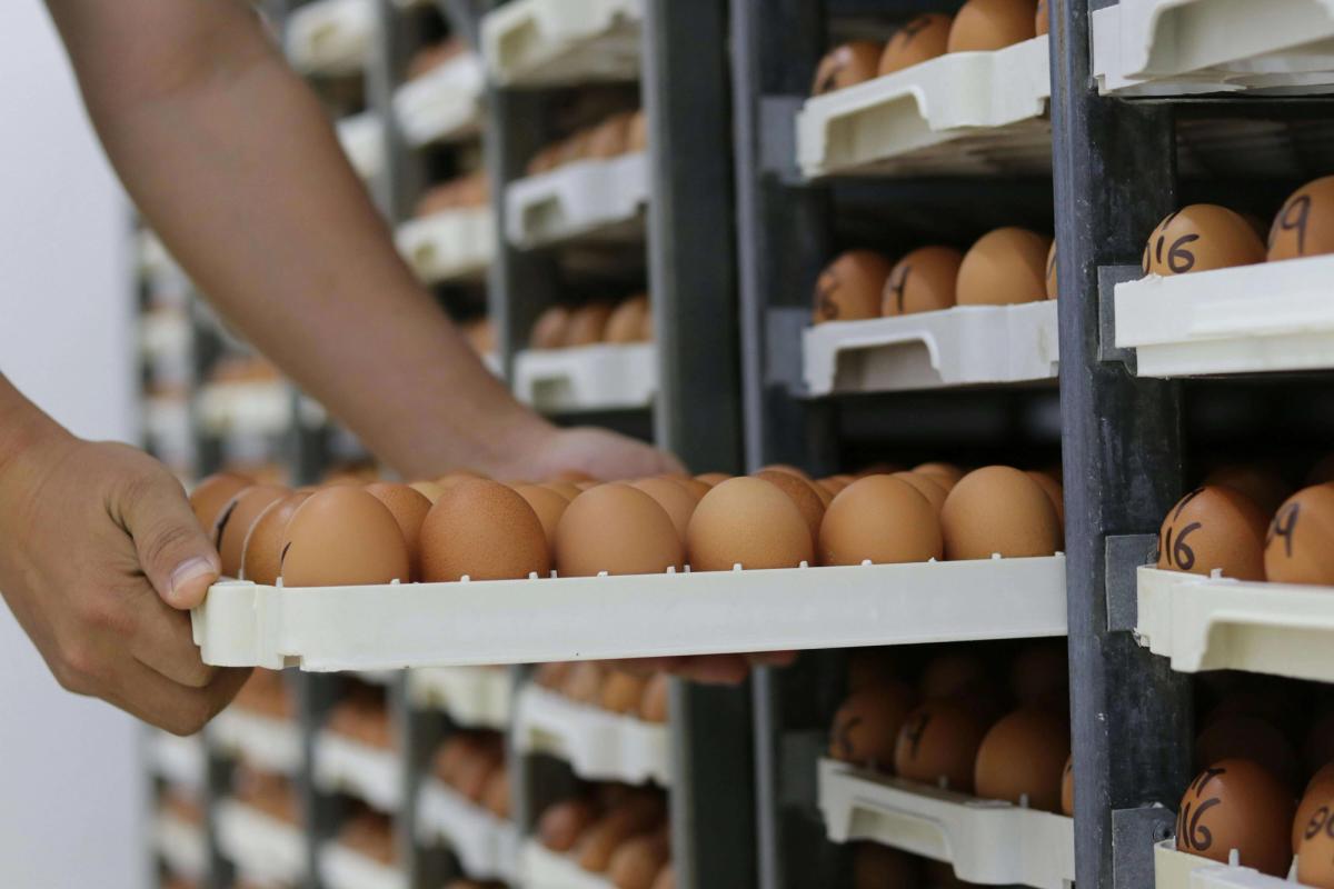 Person handling a tray of brown eggs stored in racks.