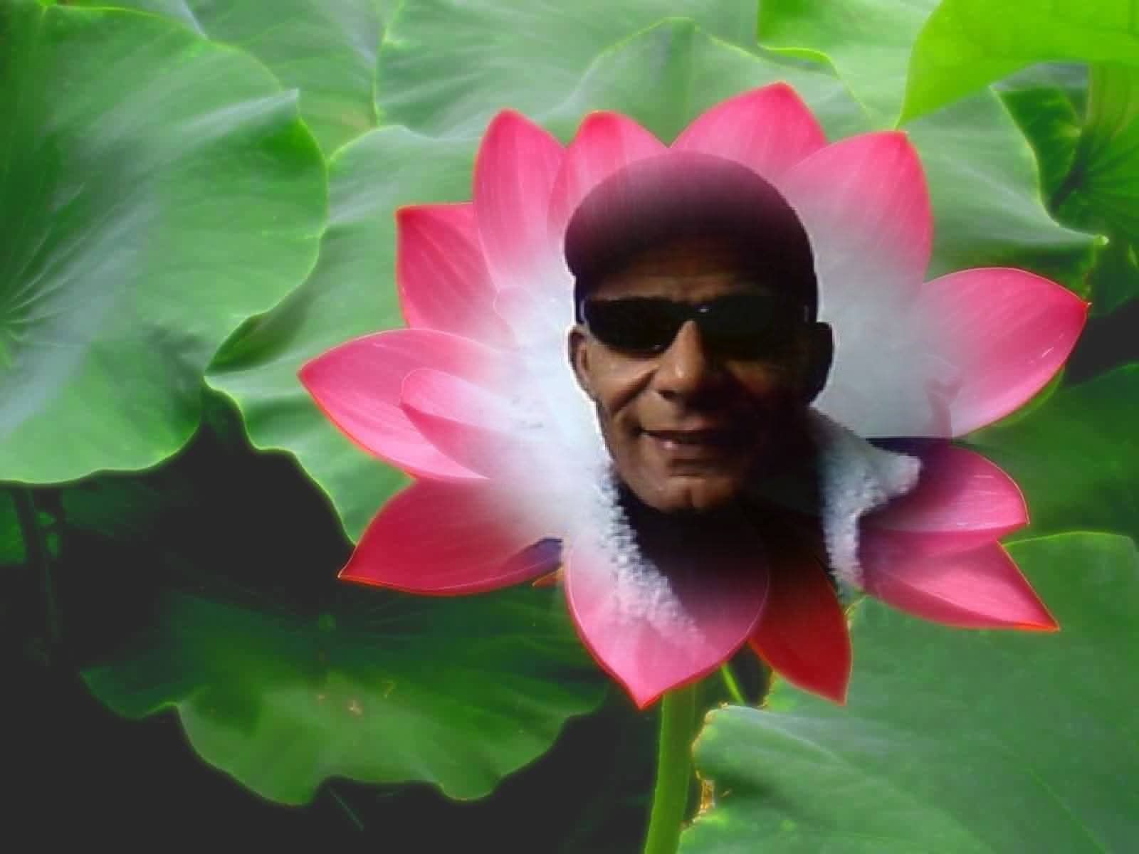 البلسم 2