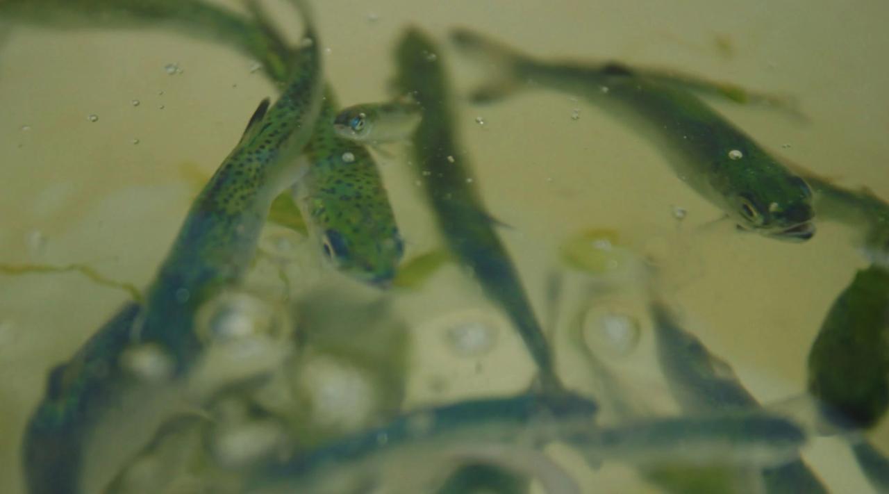 baby Salmon in water