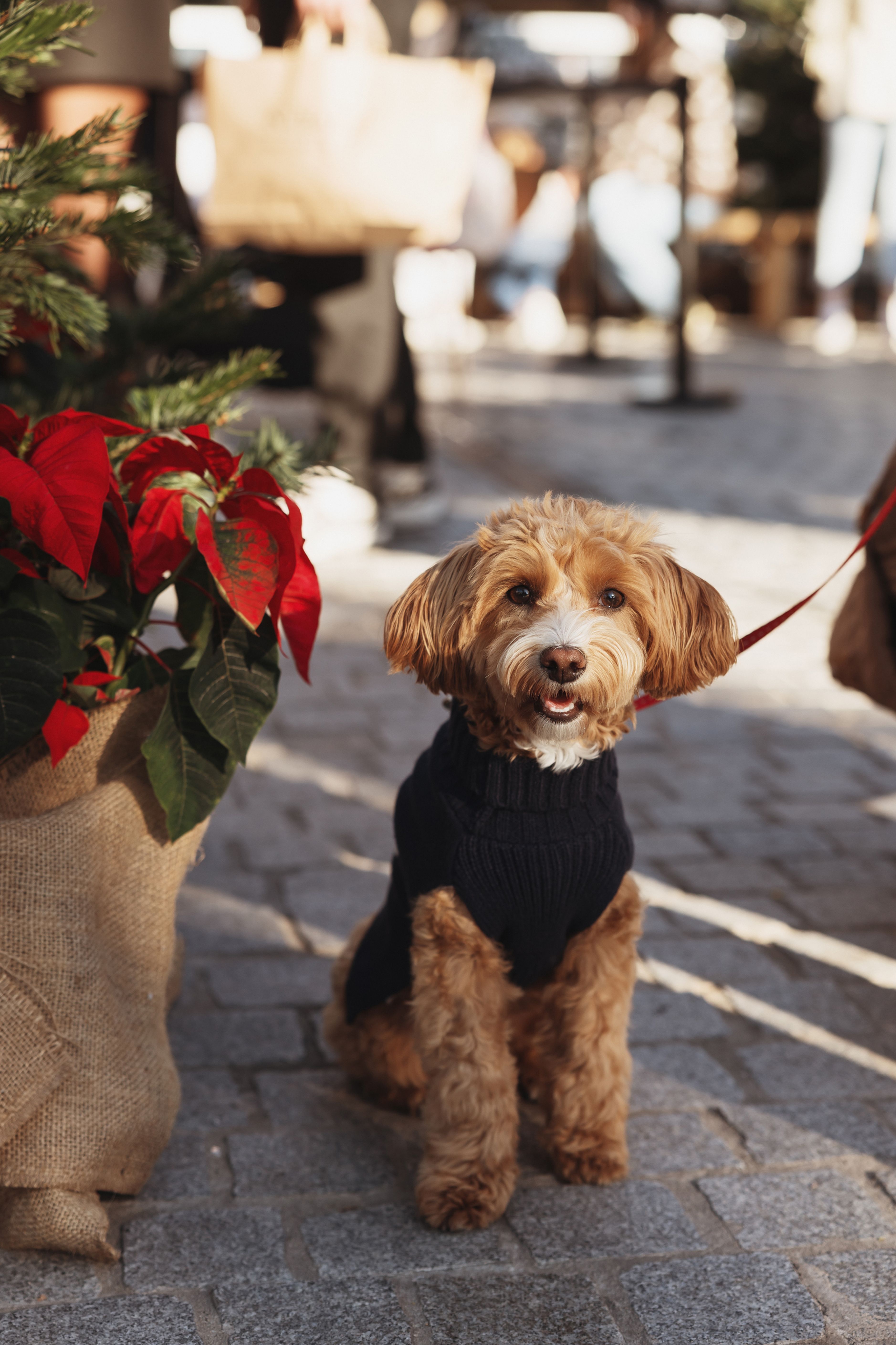 Dogs at Forum