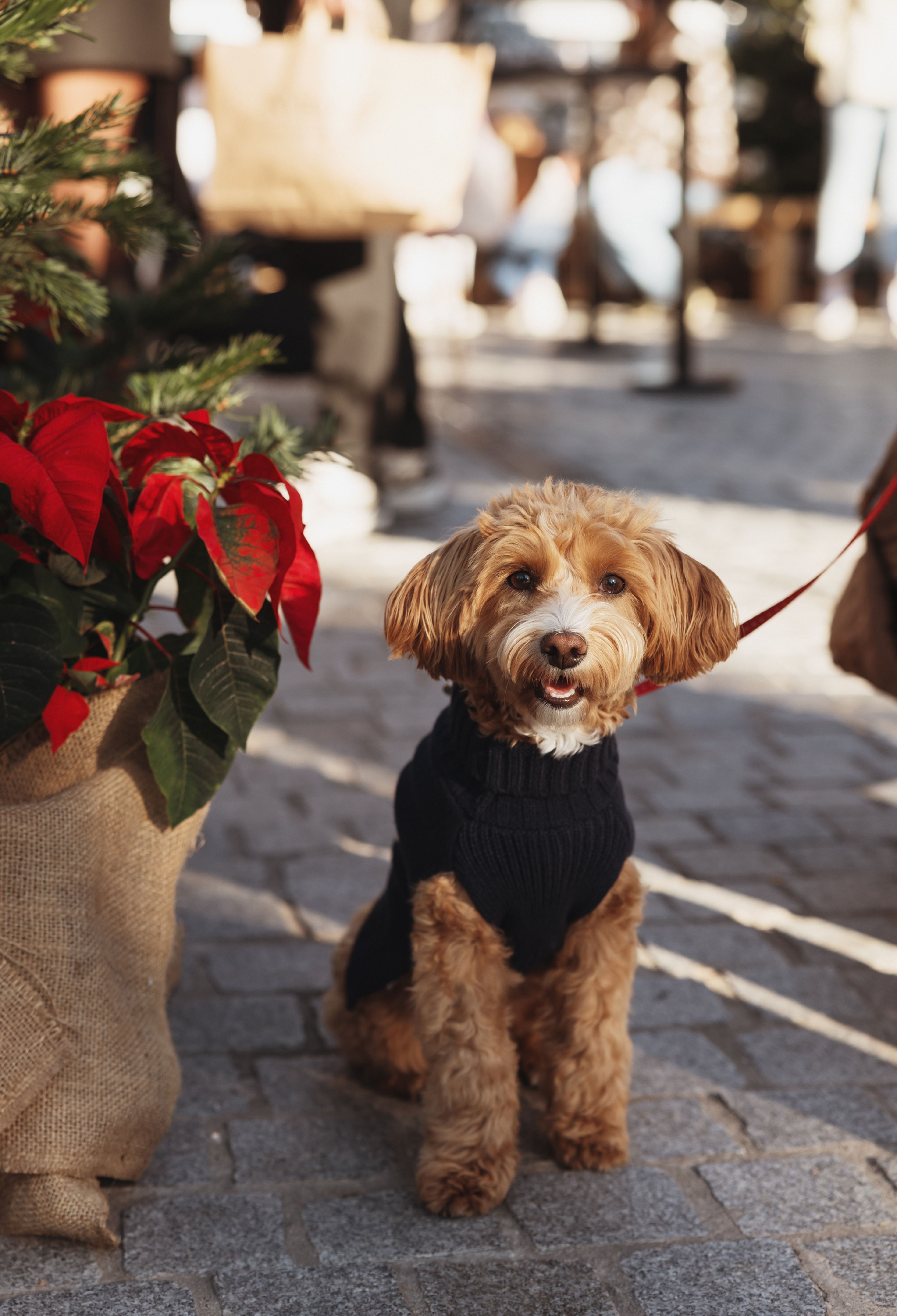 Dogs at Forum