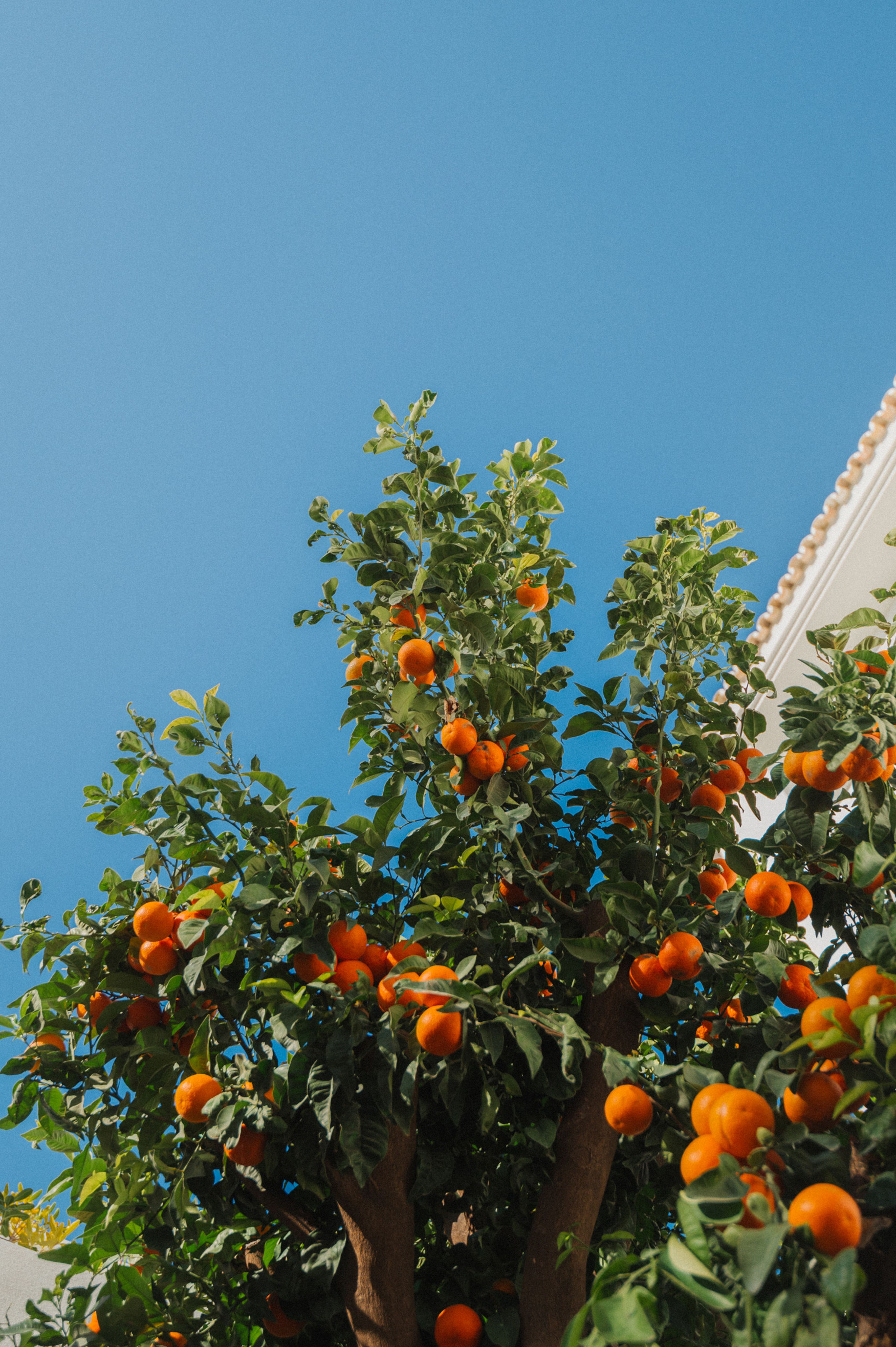 Forum Oranges