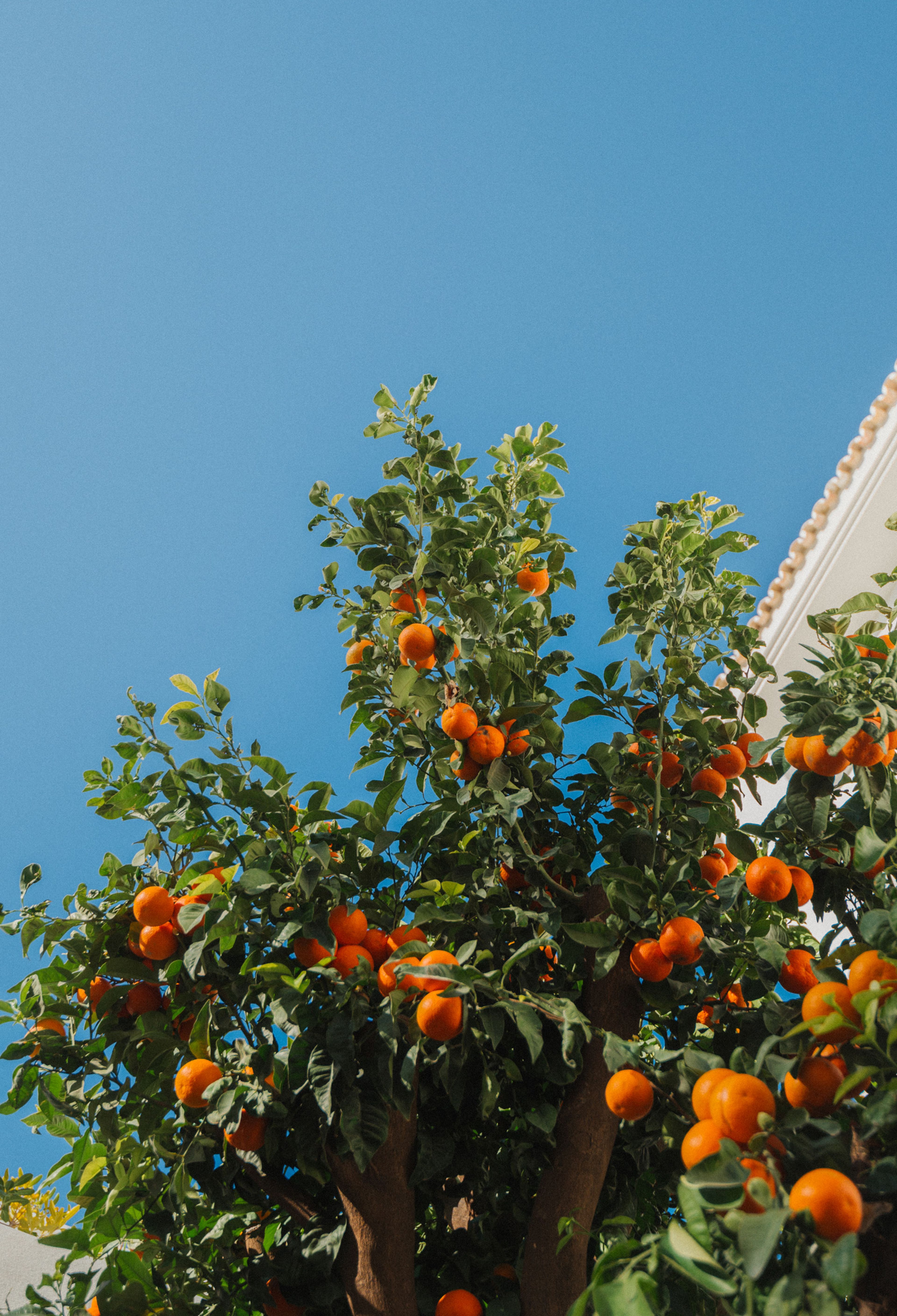 Forum Oranges