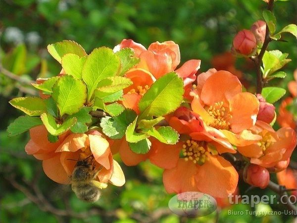 Zamość – „z wizytą u Zamoyskich”