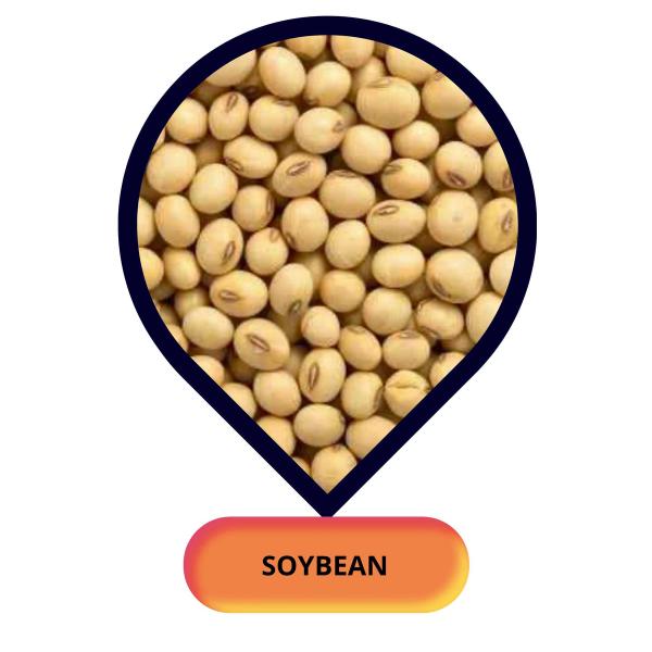 Soybean