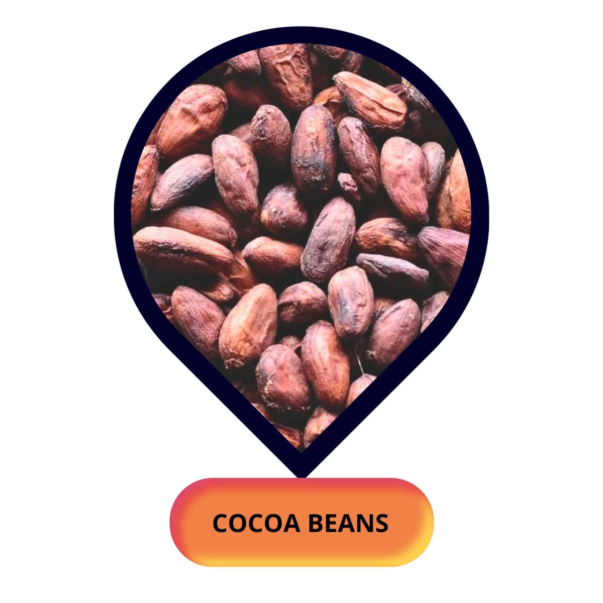 Cocoa Beans
