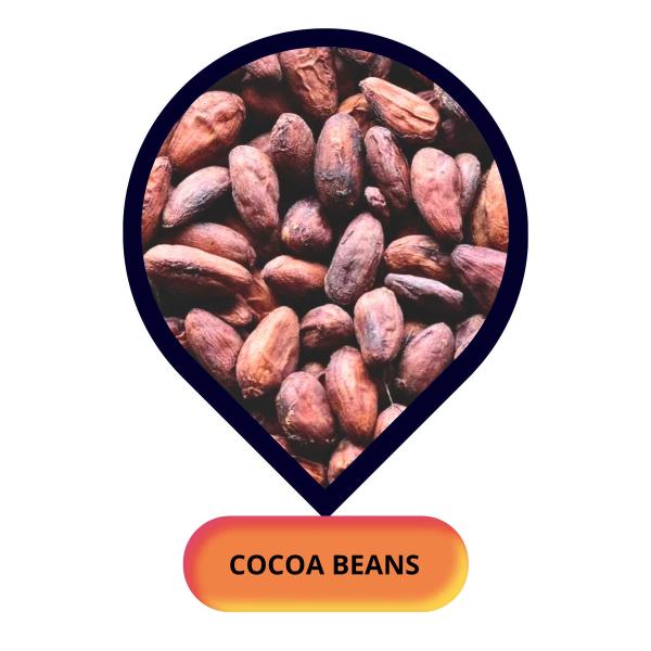 Cocoa Beans