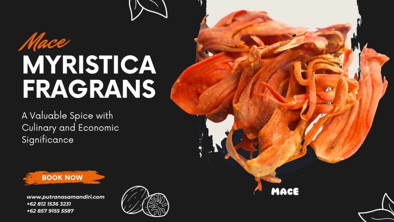 Mace: A Valuable Spice with Culinary and Economic Significance