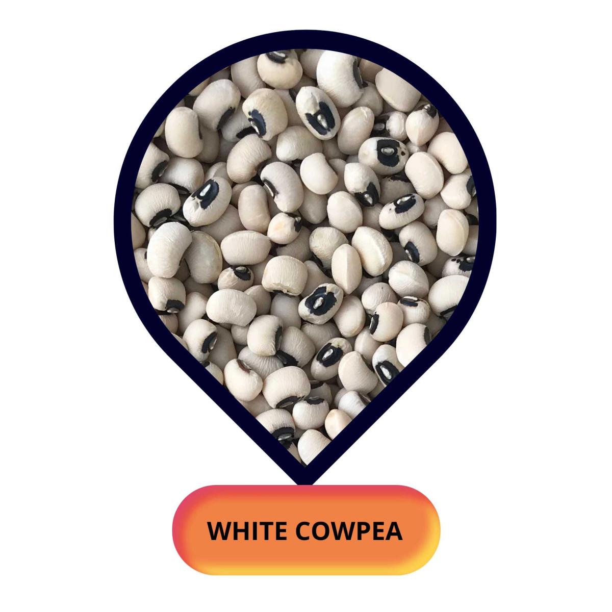 White Cowpea