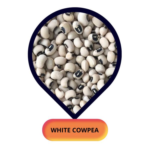 White Cowpea