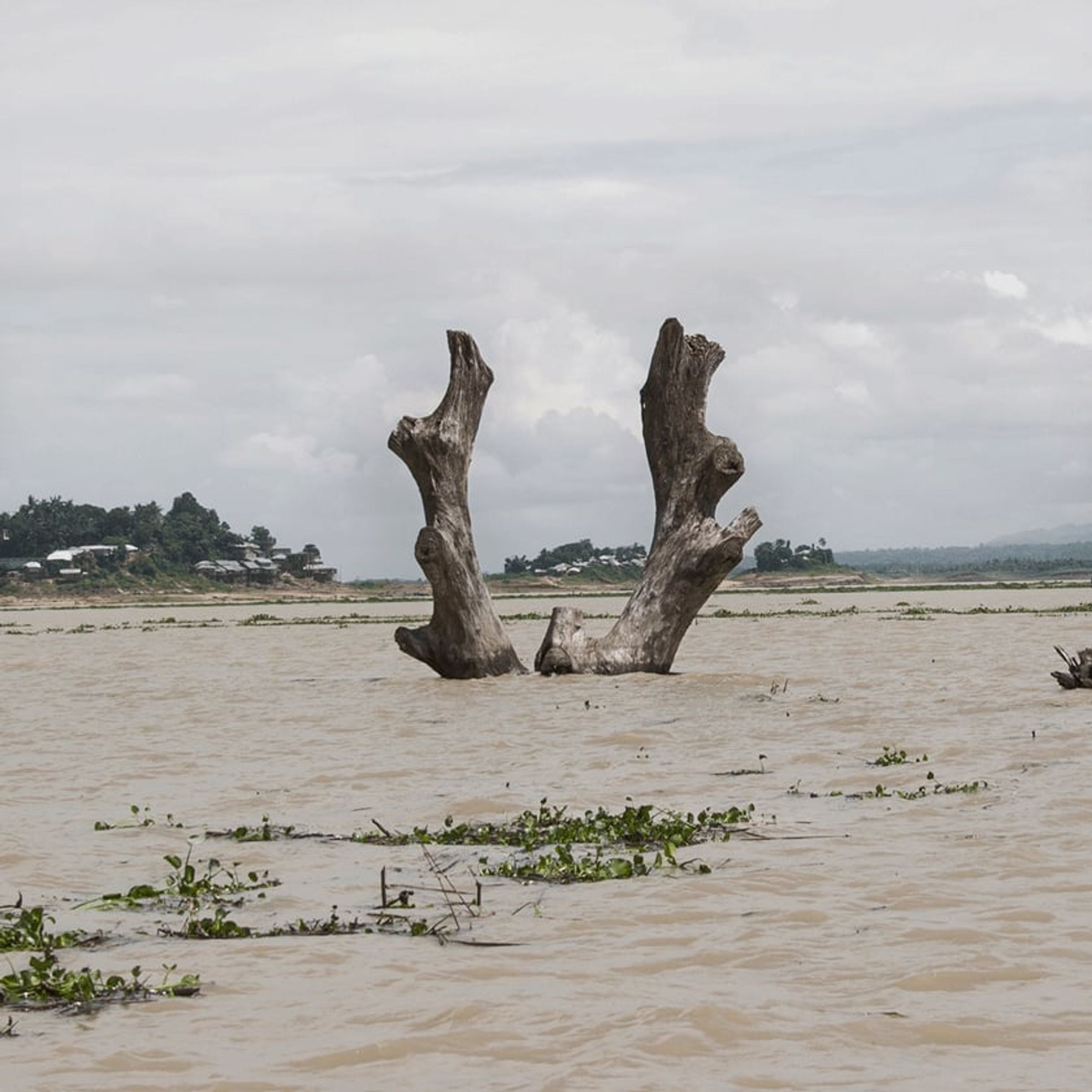 Two bare tree trunks rise from shallow muddy water beneath a gray sky.