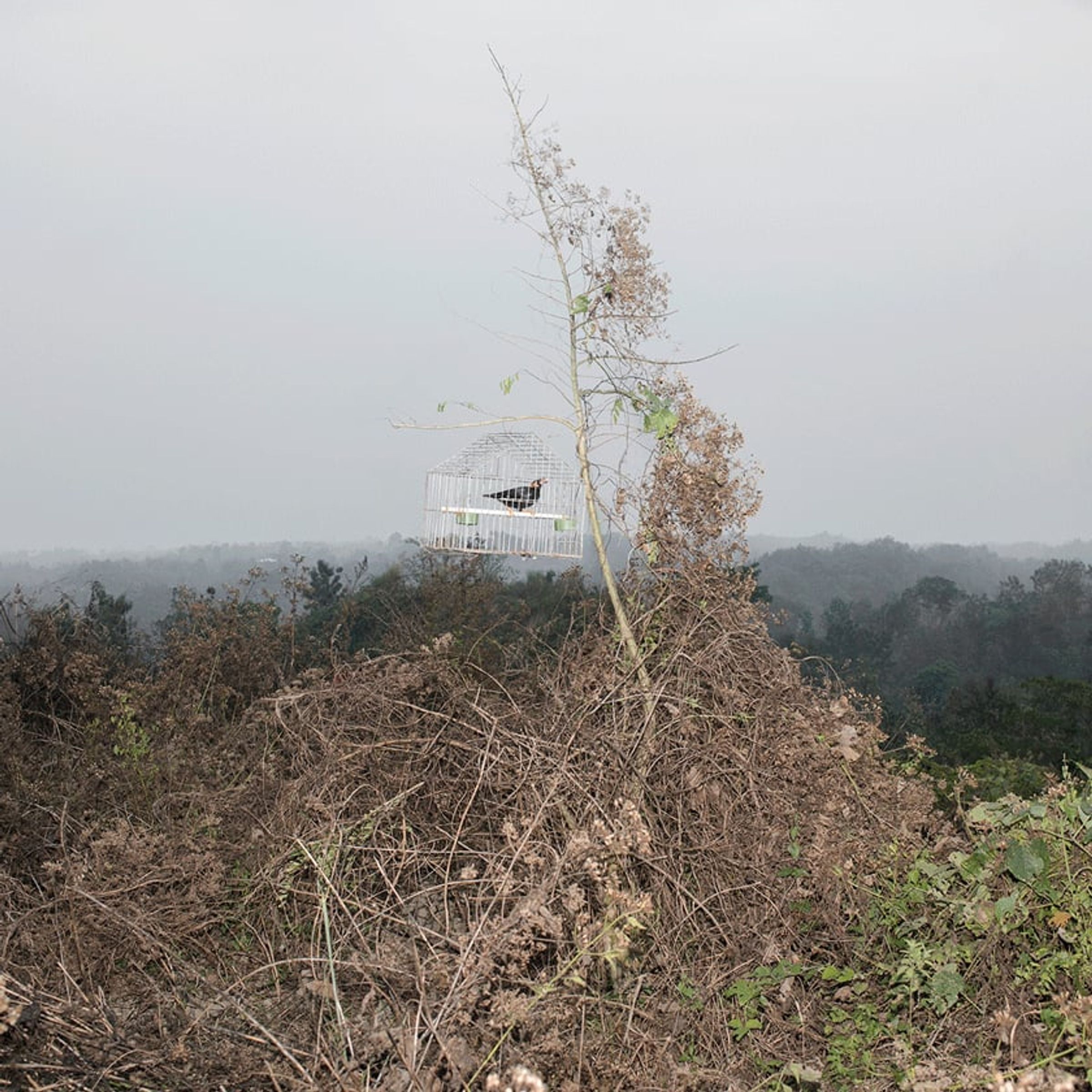 Small white architectural model rests high among tangled dry branches.