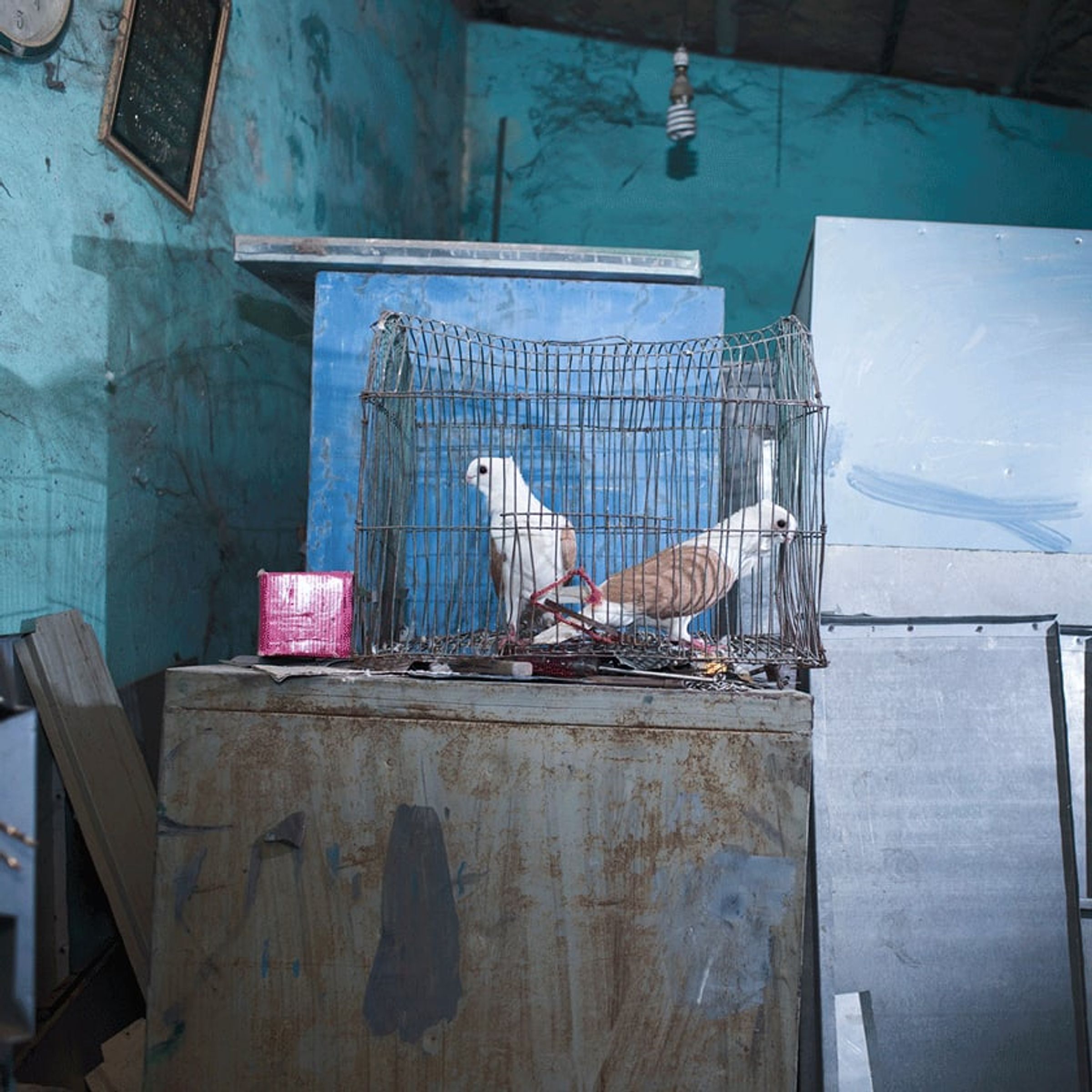 White pigeons occupy stacked cages against a worn blue interior wall.