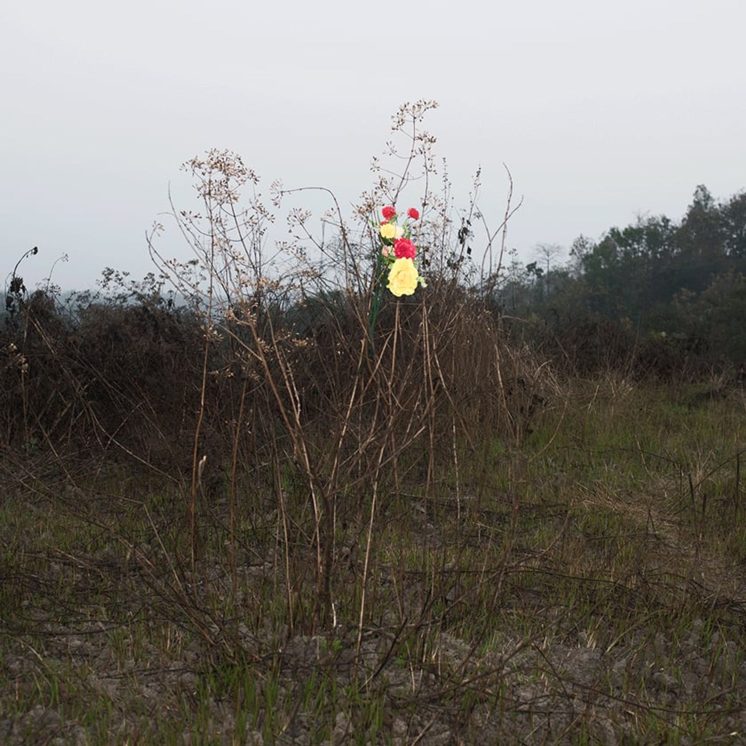 Cluster of bright artificial flowers attached to a leafless shrub in a dry field.