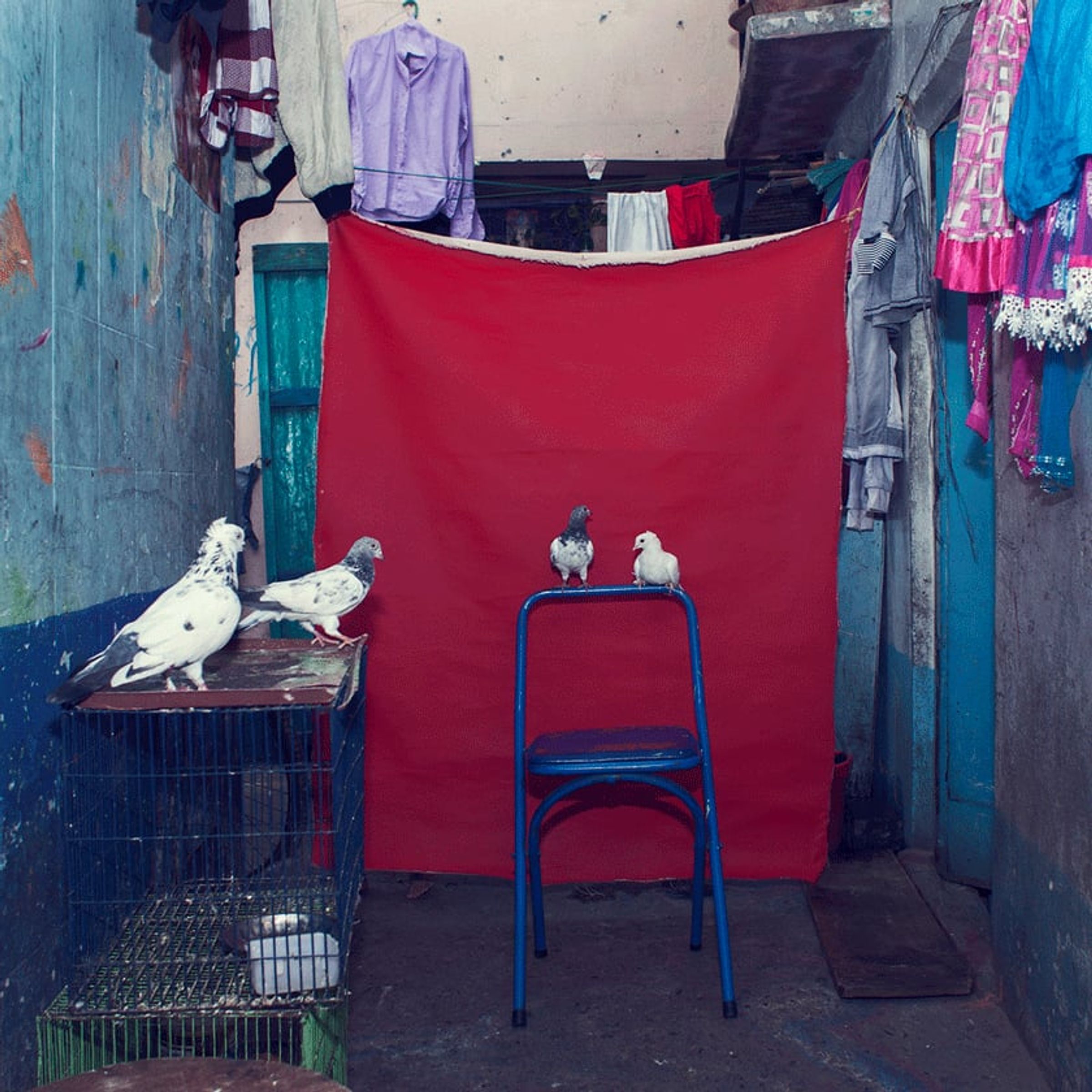 Empty blue chair stands between cages and white pigeons before red fabric.