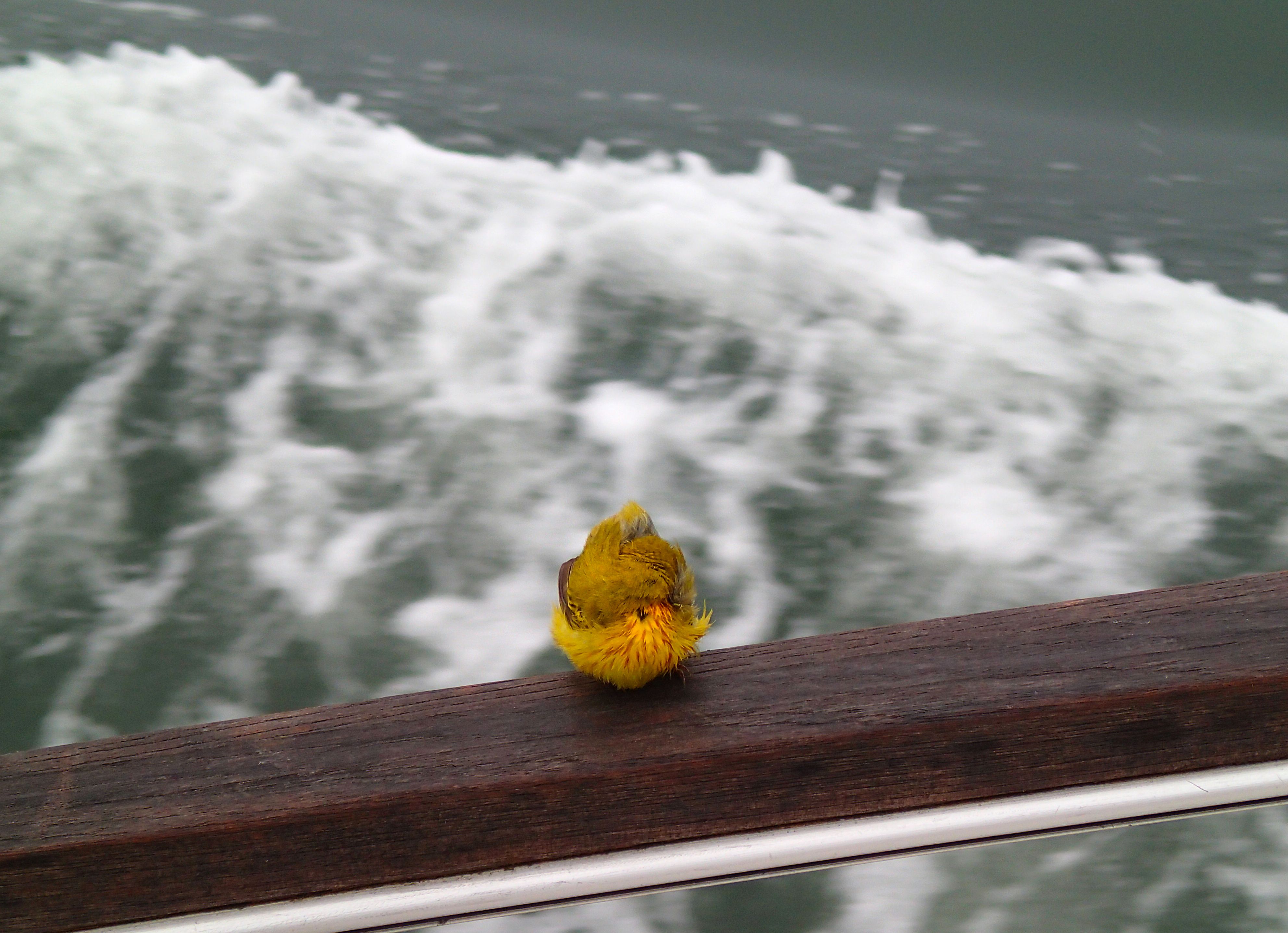 Yellow Warbler on the rail.