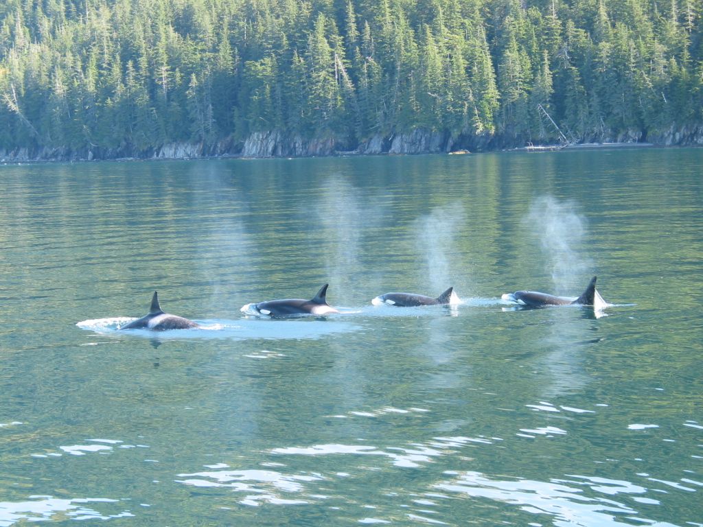 Sail alongside Orcas
