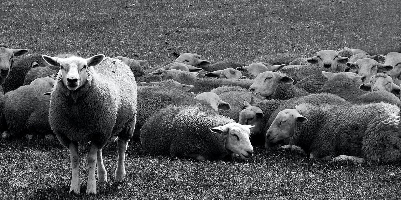 Sheep by Nick Fewings (@jannerboy62)