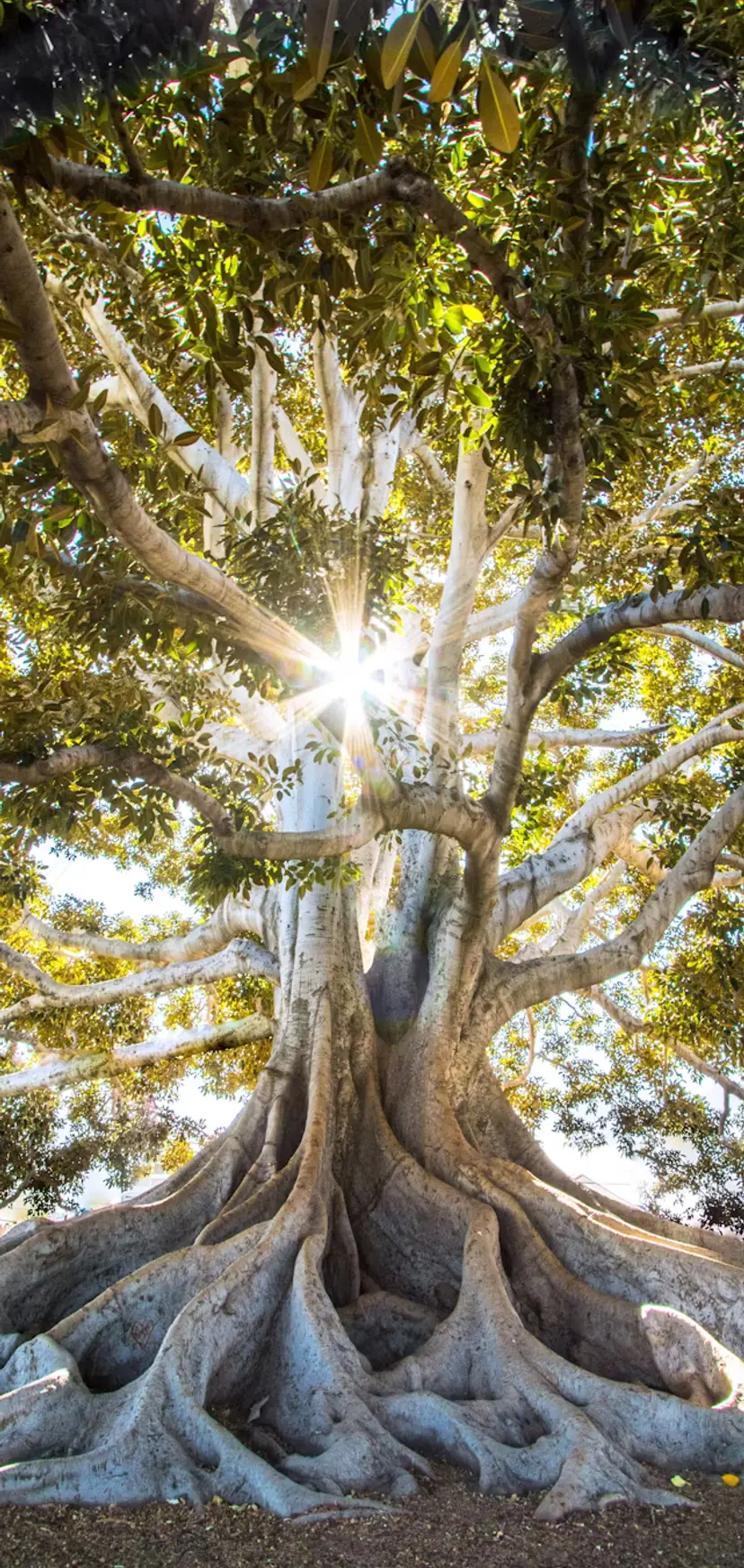 tree