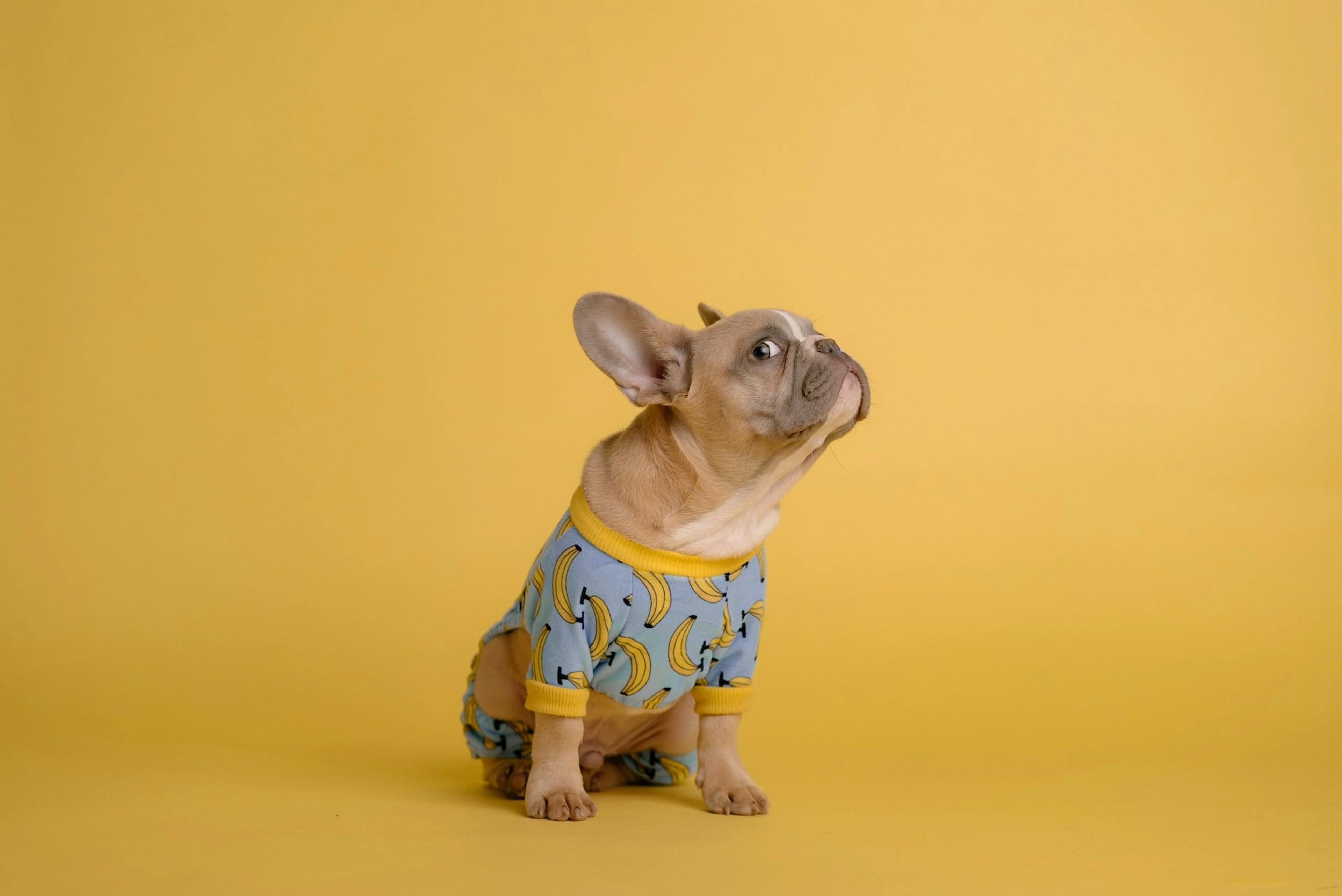 What's the weirdest dog breed?