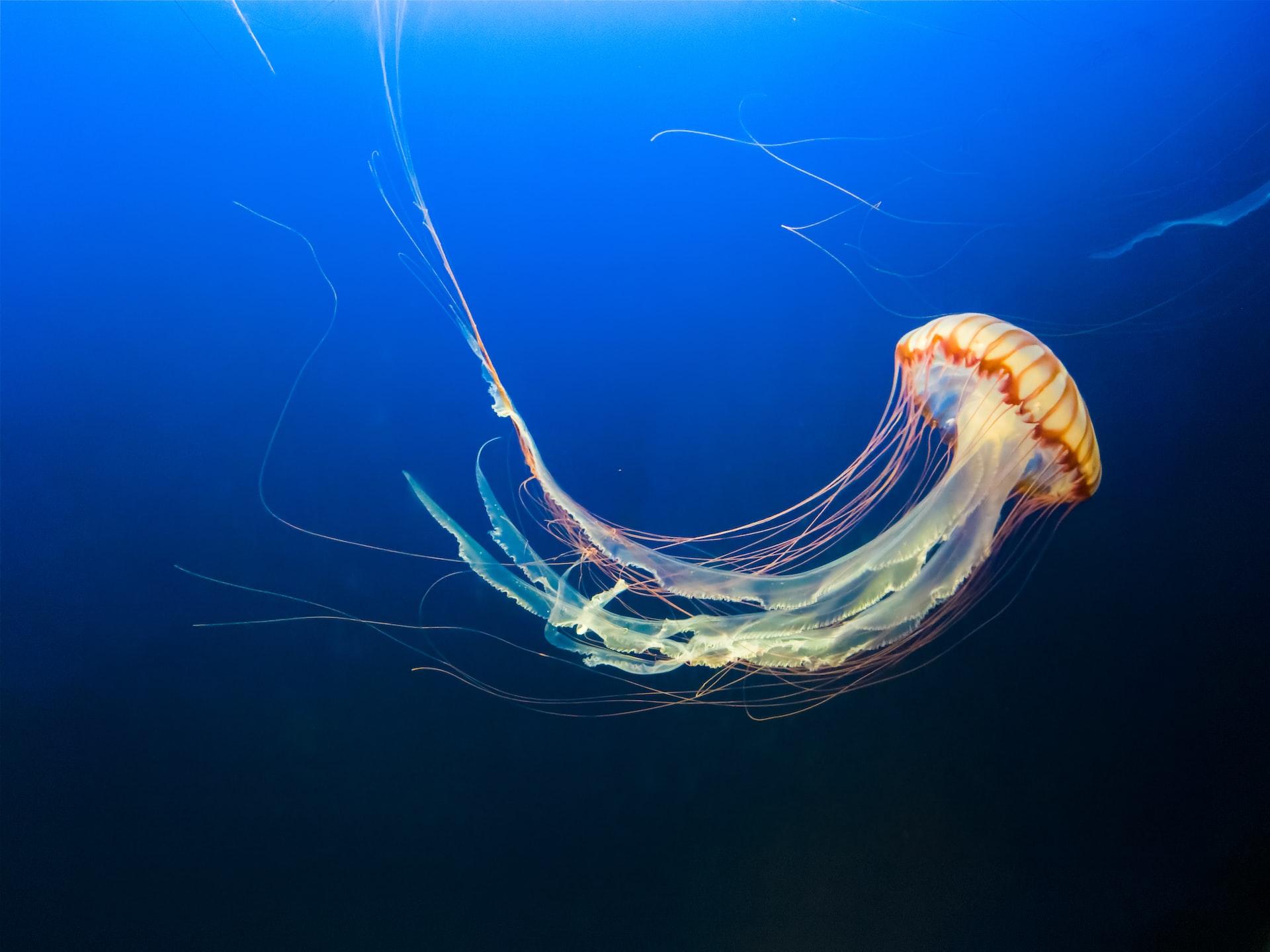 weirdest animal in the world
