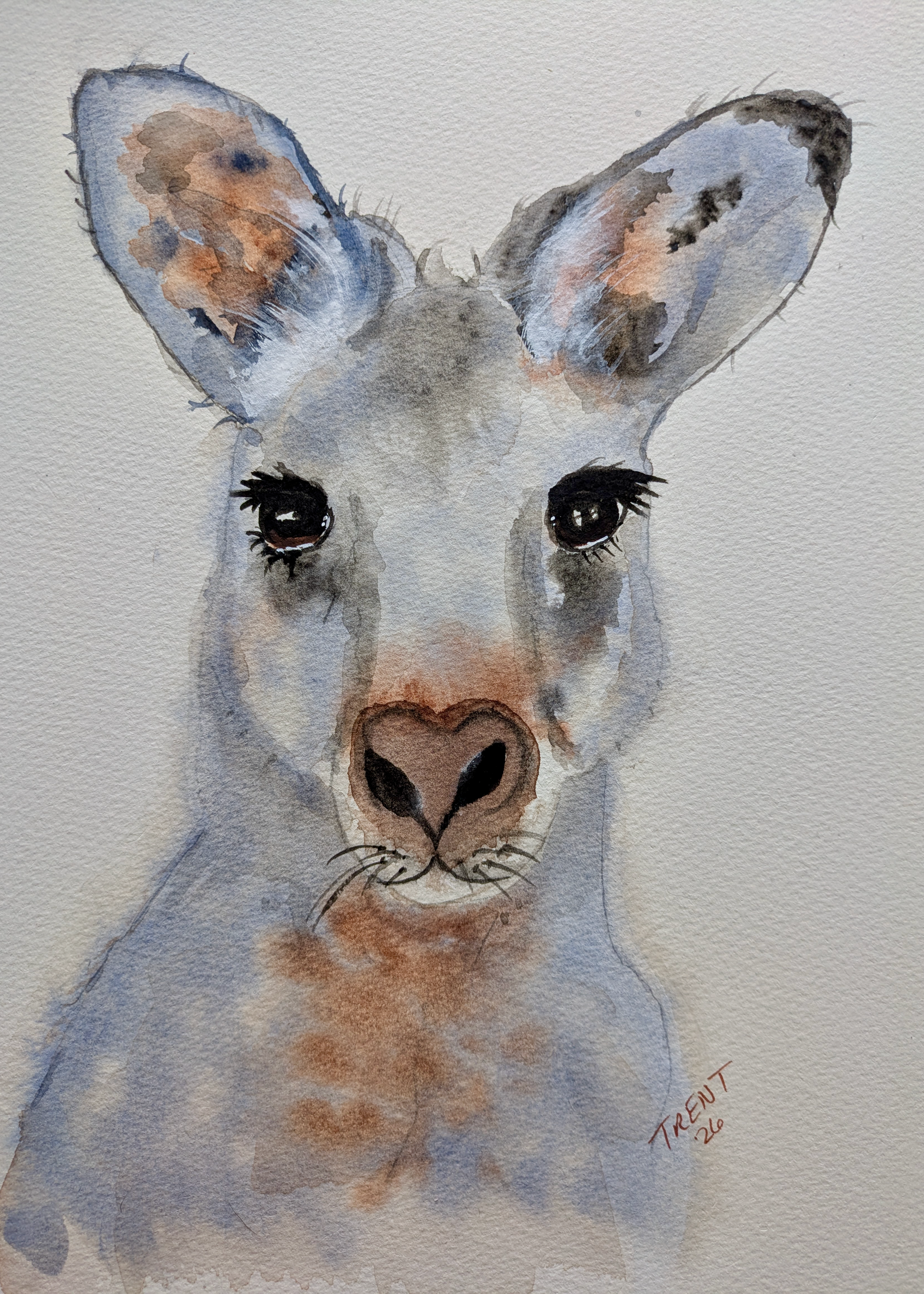 Watercolor painting of a kangaroo.