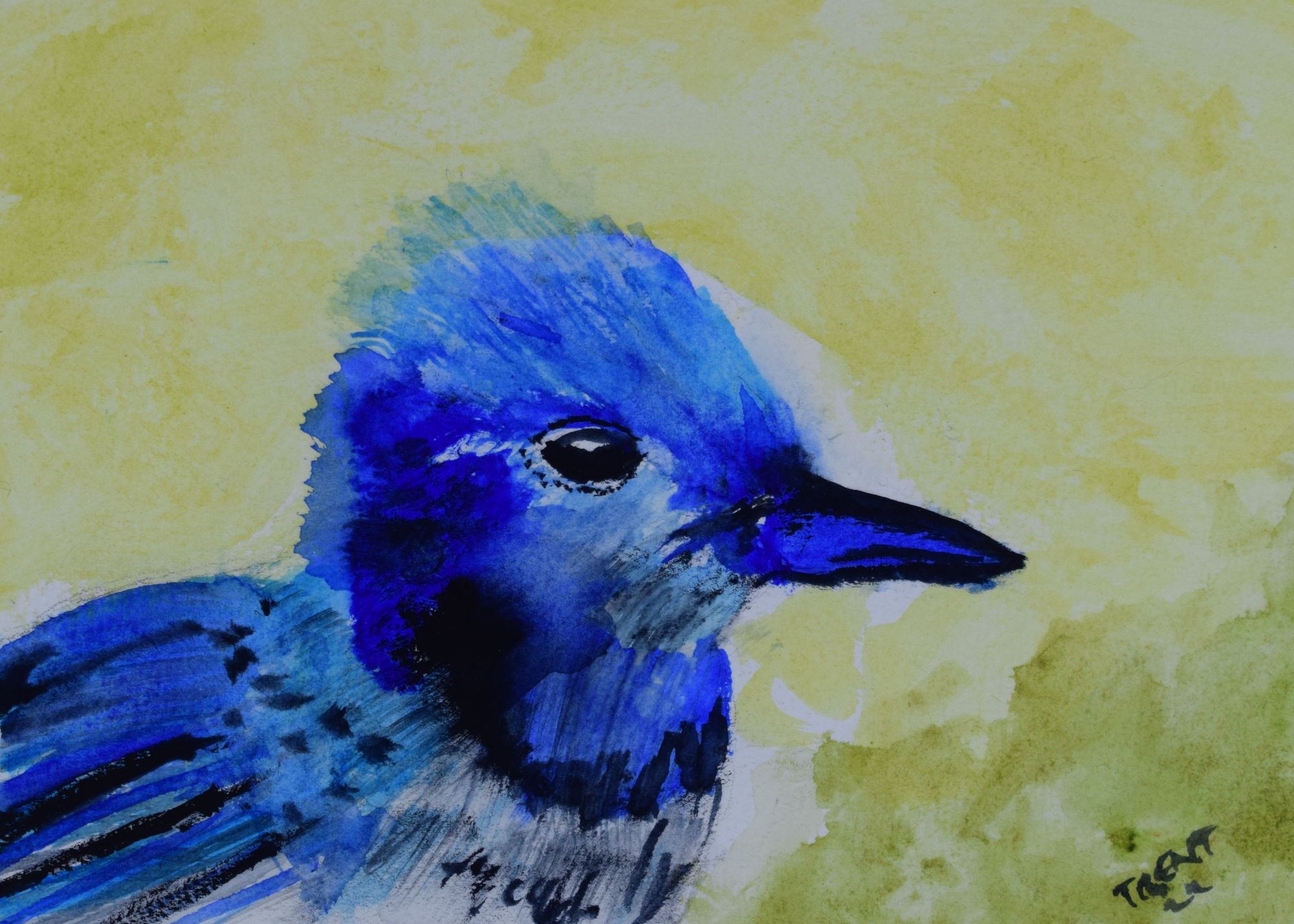 Watercolor painting of a Bluejay bird