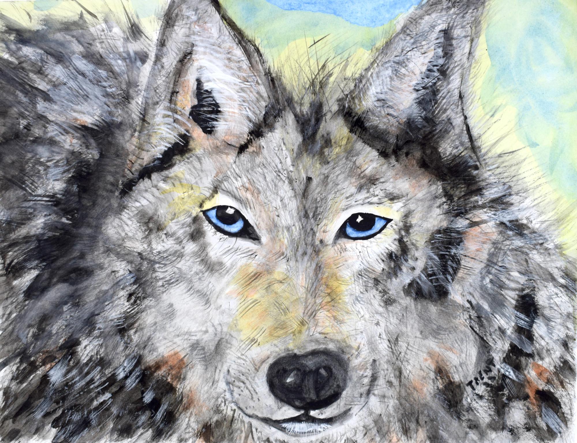 Watercolor painting of a Gray Wolf.