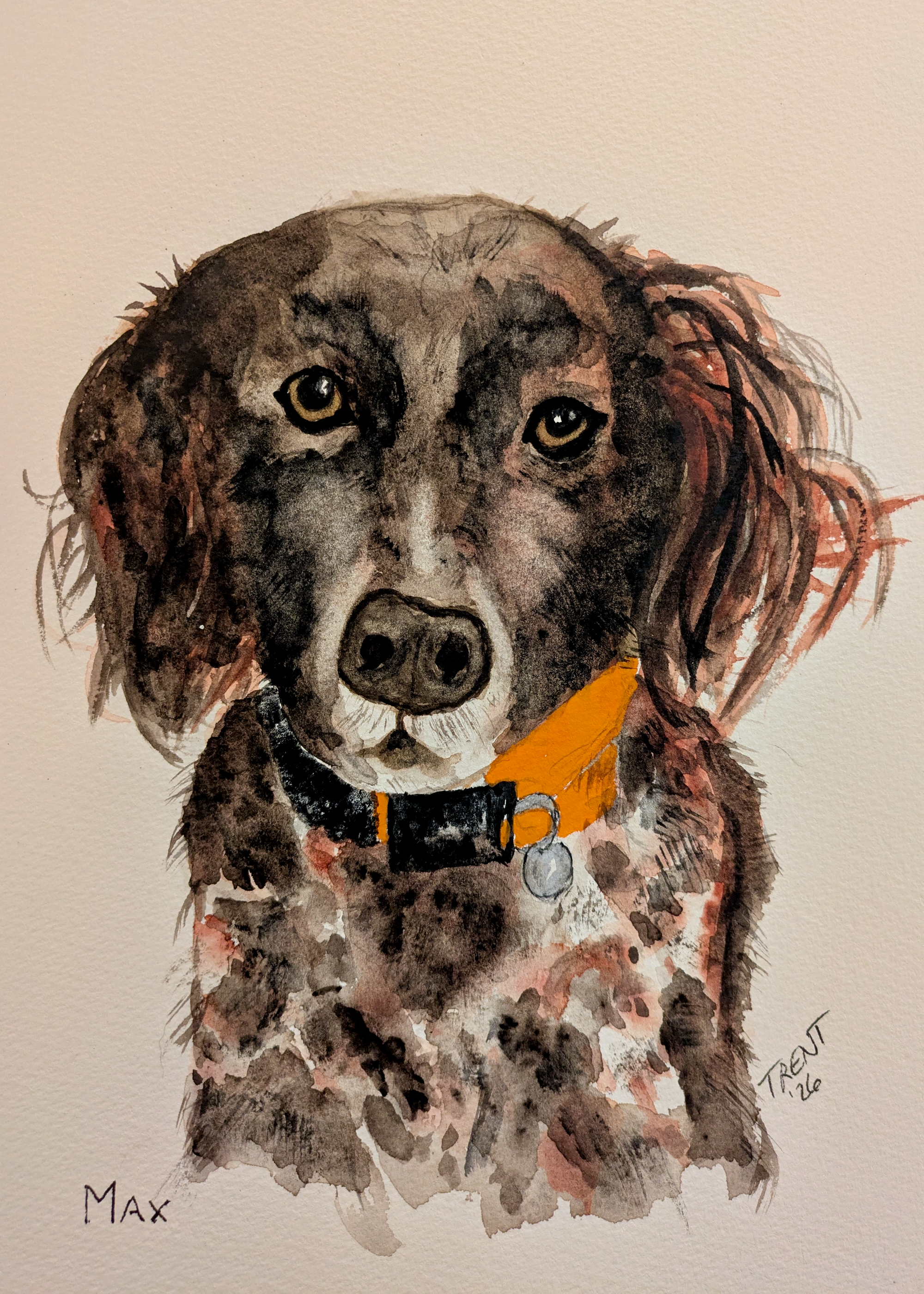 Watercolor painting of a Max, a pheasant hunting dog.