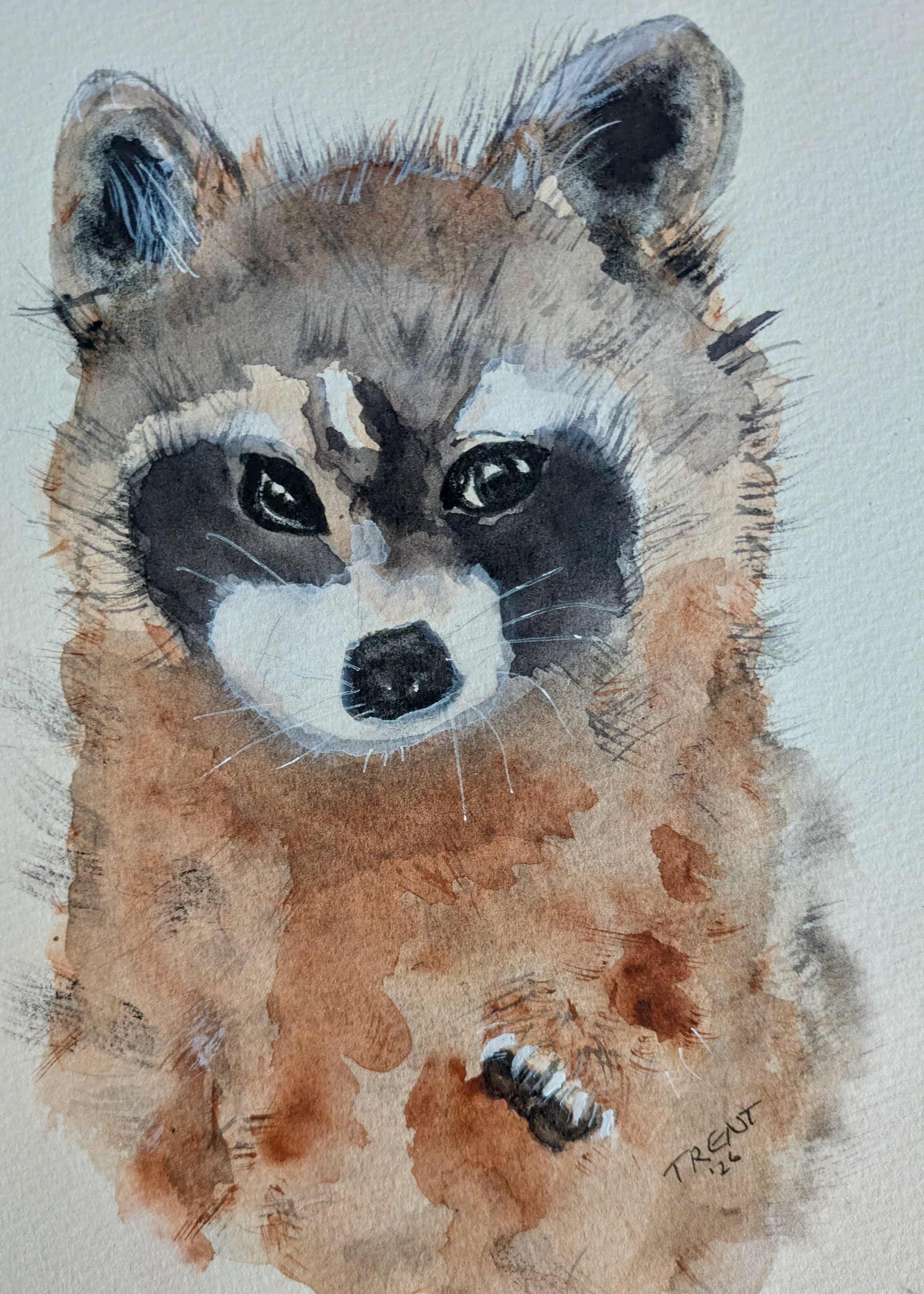 Watercolor painting of a raccoon.