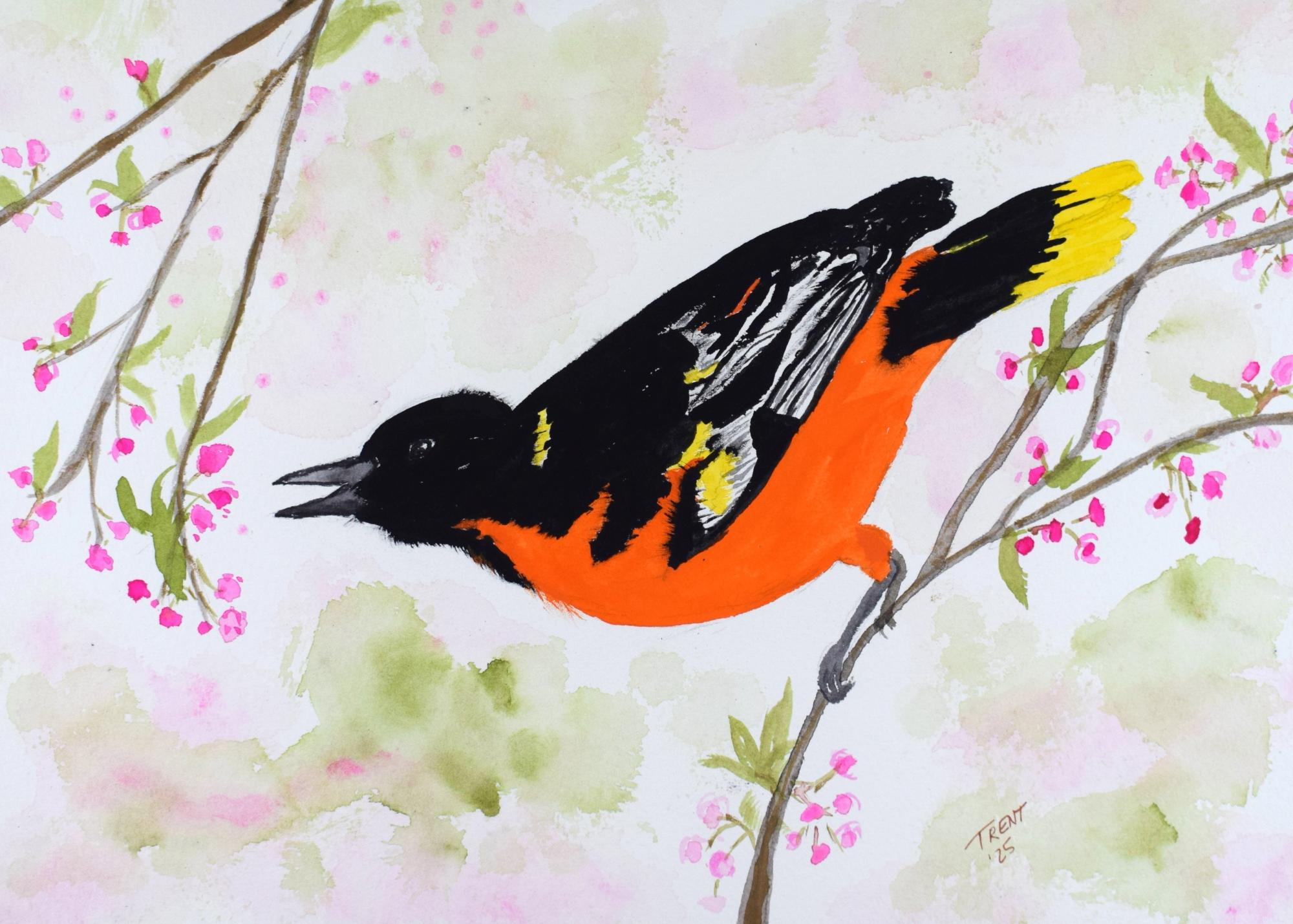 Watercolor and gouache painting of an Oriole on tree branch.