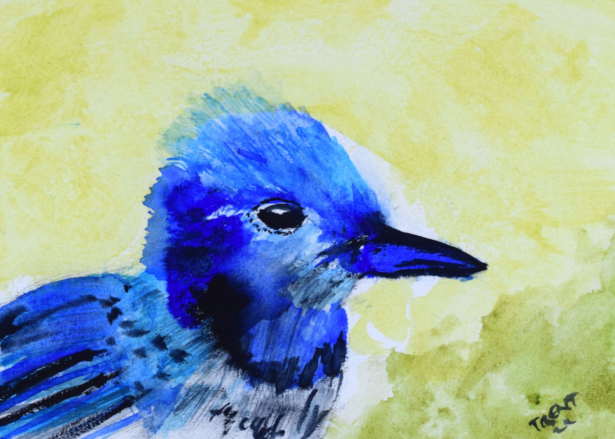 Watercolor painting of a Blue bird.