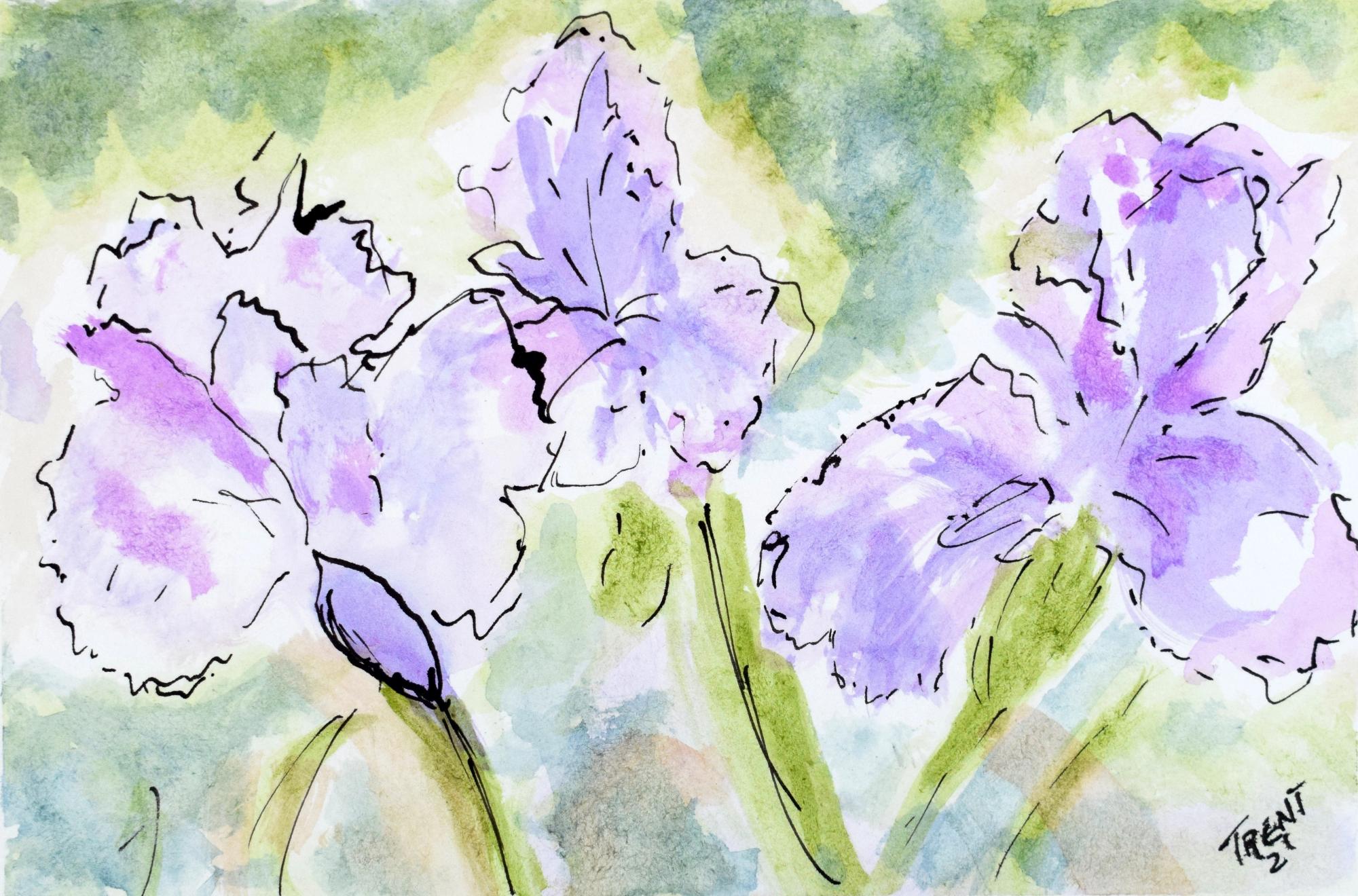 Watercolor painting of a Bearded Iris in bloom.