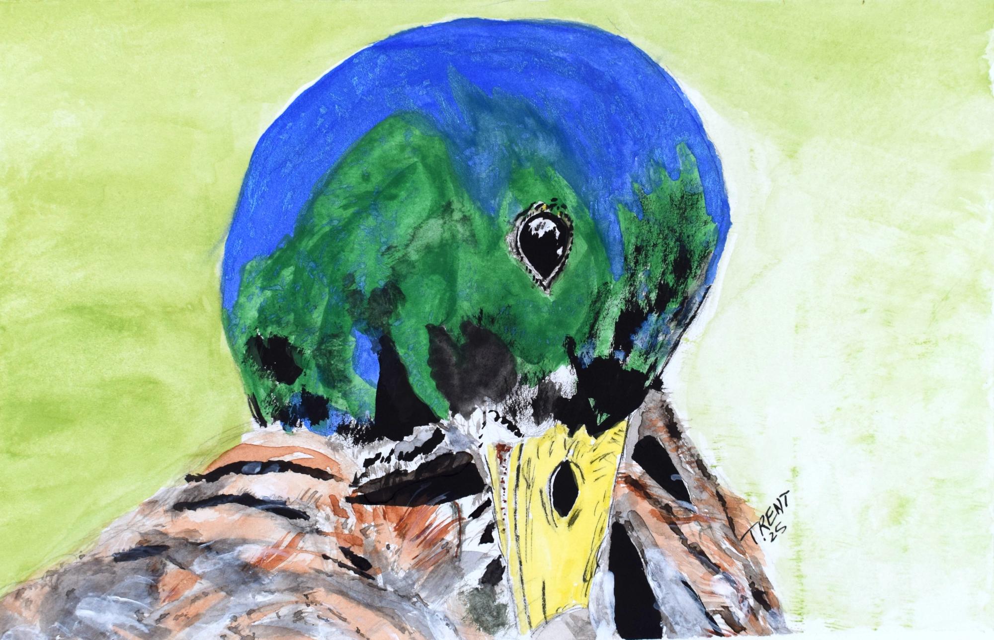 Watercolor painting of a Mallard Duck.