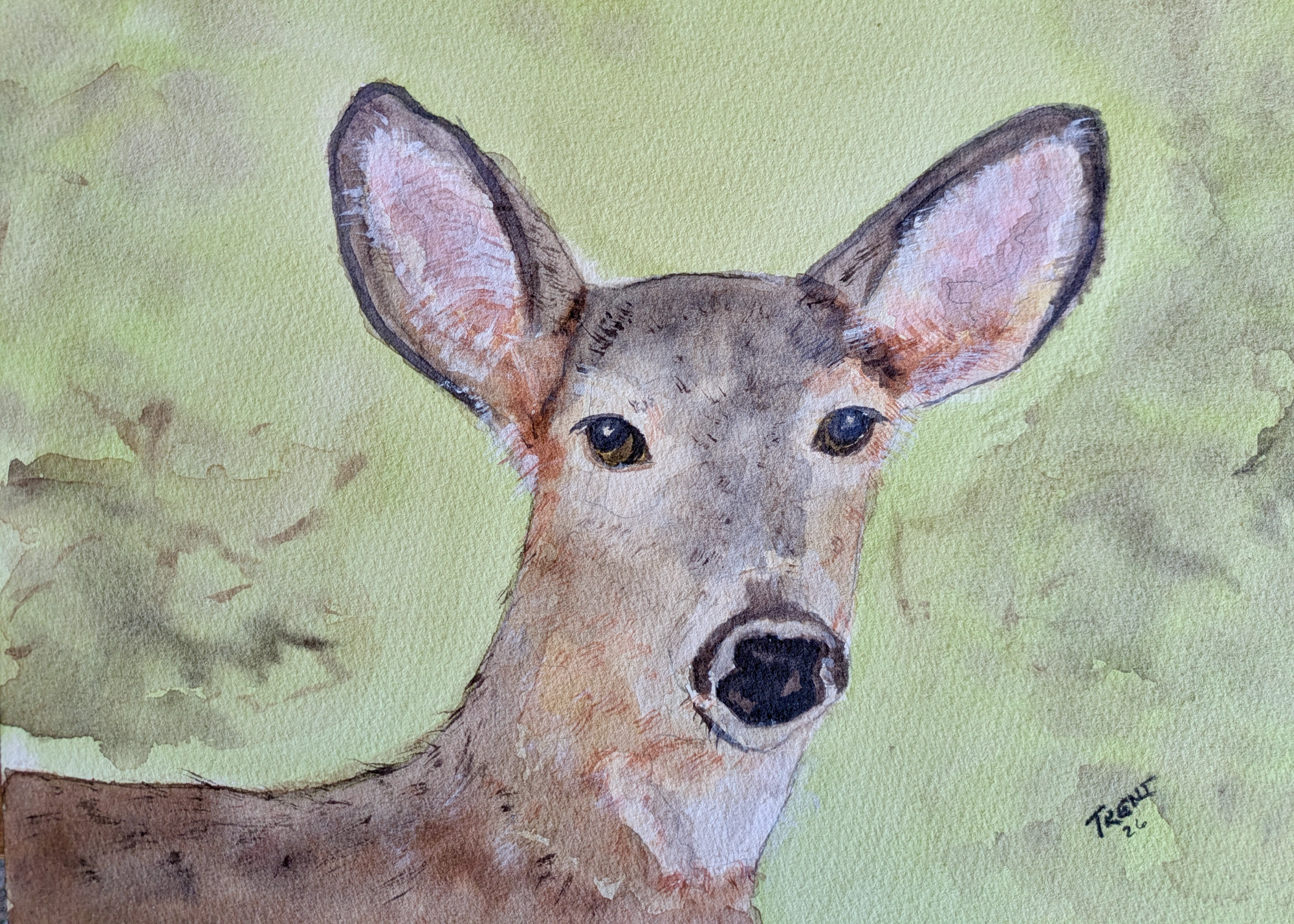 Watercolor painting of a white tailed deer.
