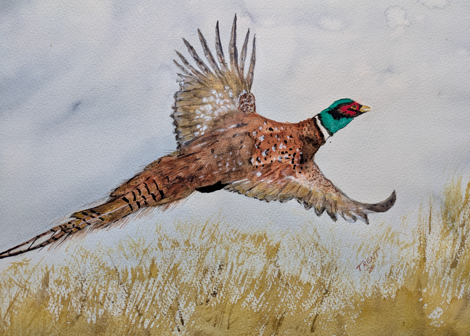 Watercolor painting of a pheasant in flight.