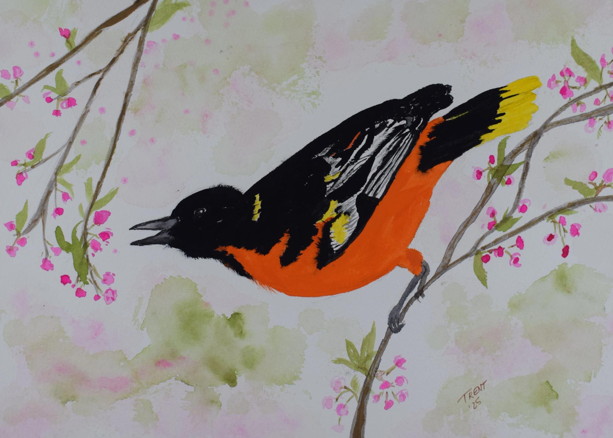 Oriole