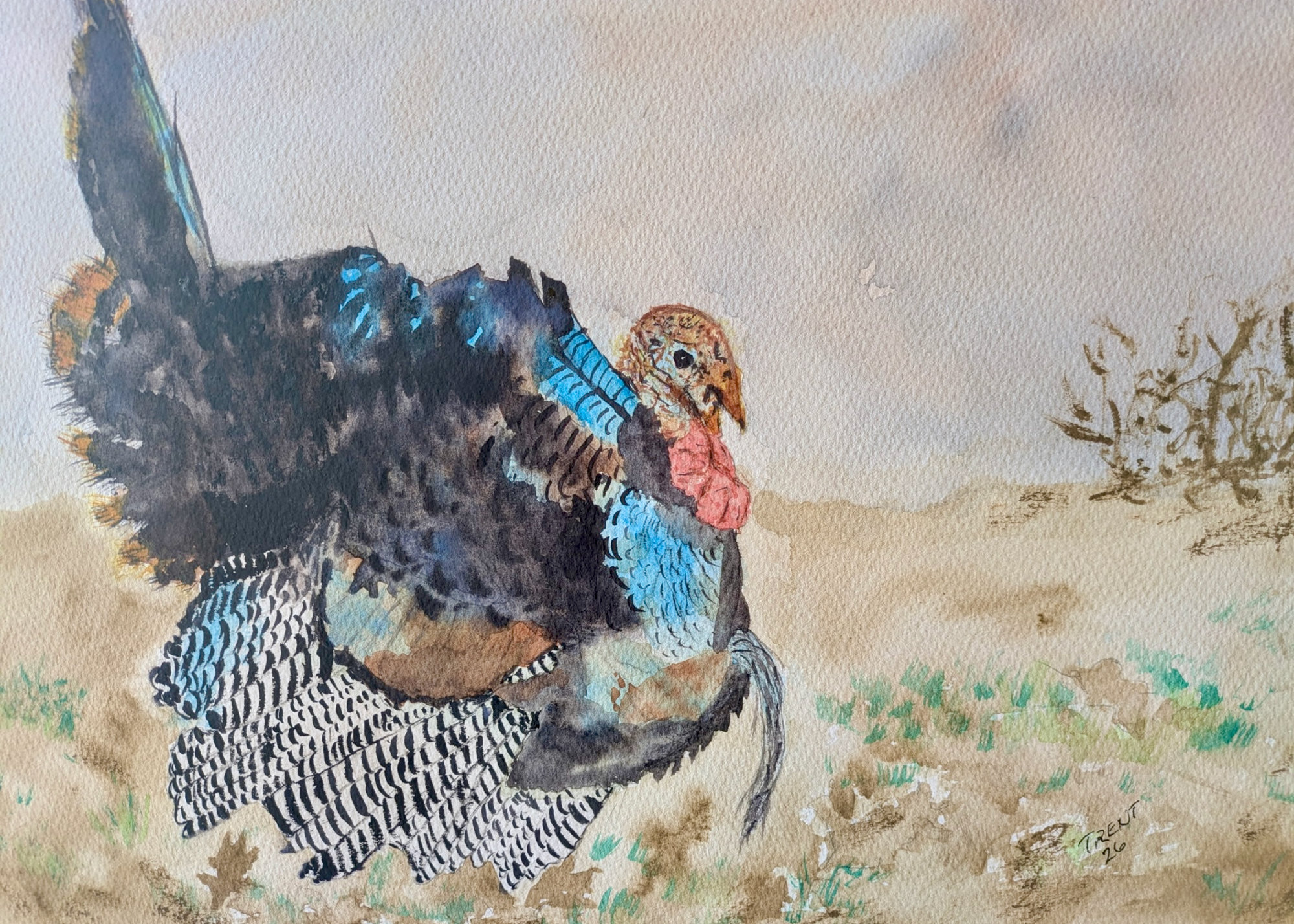 Watercolor painting of a wild turkey.