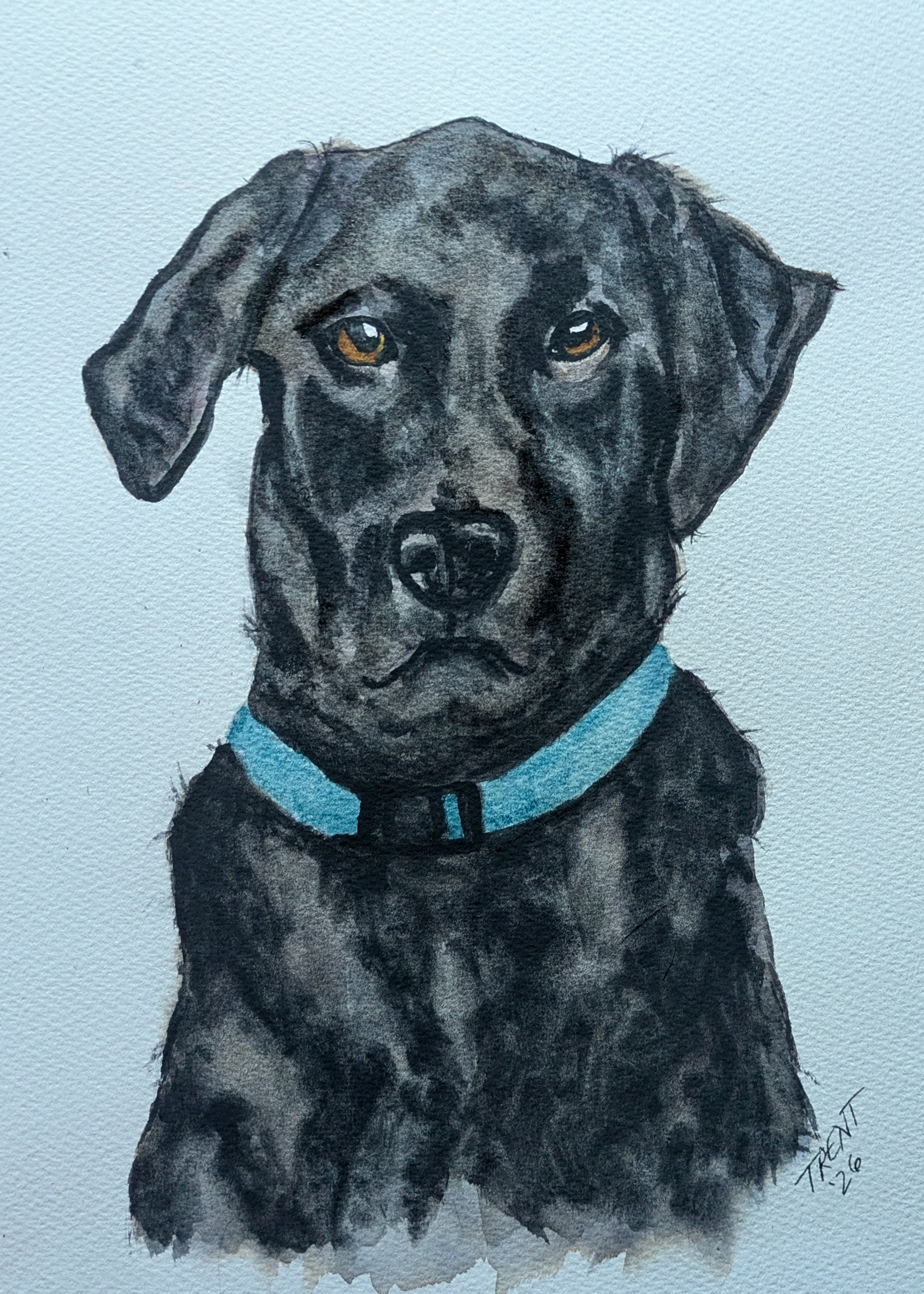 Watercolor painting of a Laddie, black Labrador retriever.